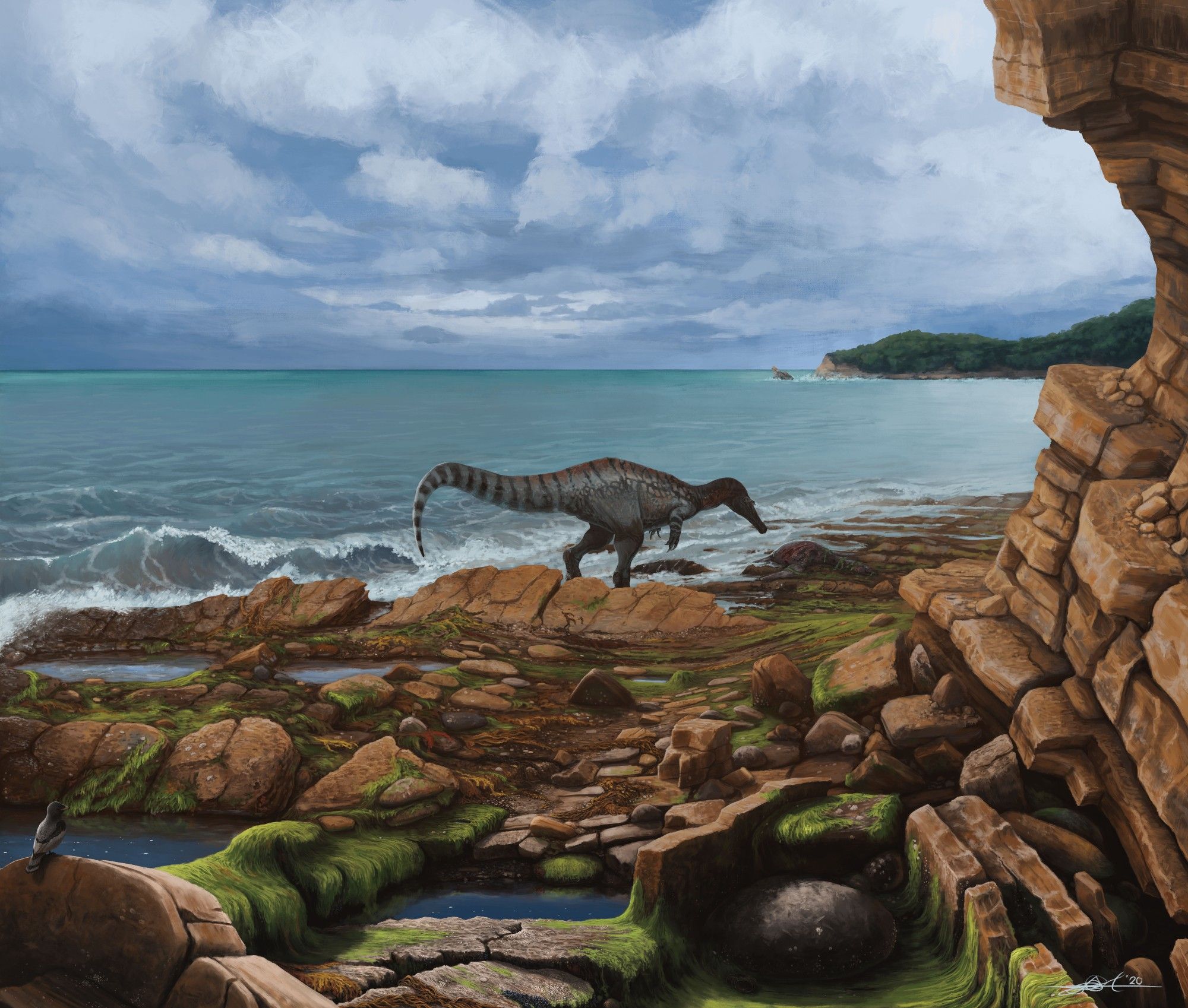 Baryonyx, a fish eating theropod dinosaur, walks along a rocky beach. It has found the washed up remains of a small plesiosaur, which I bet smells absolutely awful.