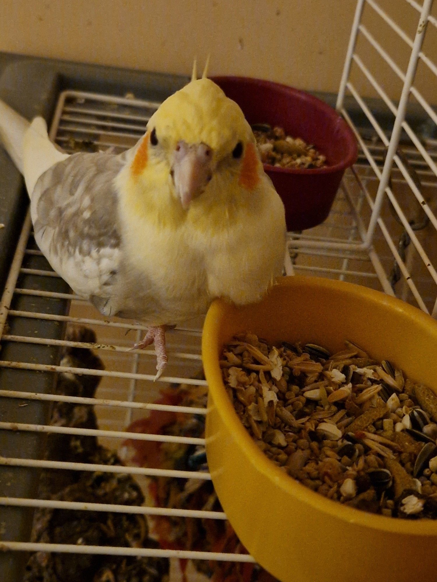 an one legged cinnamon pied cockatiel looking at something off camera, a little bit of his chest feathers caught on a yellow food bowl full of bird seed