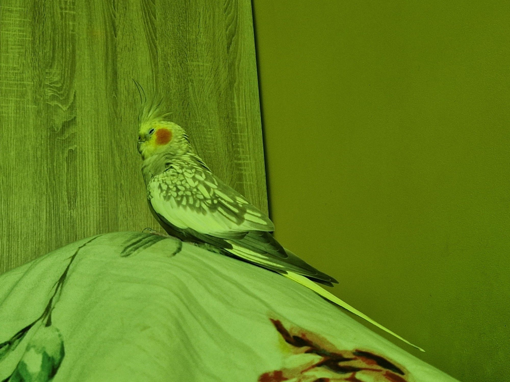 cinnamon pearl cockatiel sitting on top of a blanket, her eyes are squinted as she's falling asleep.