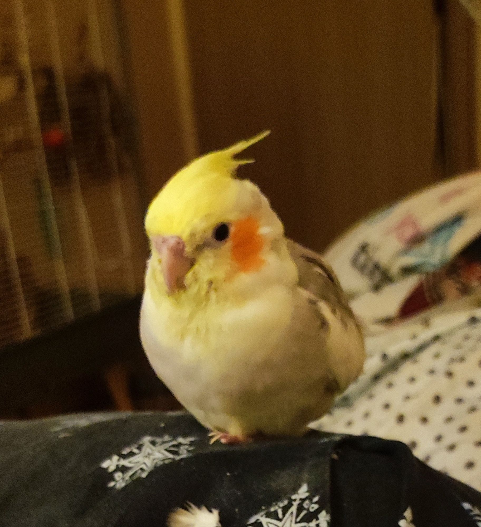 a photo of an one legged cinnamon pied cockatiel. he's being all fluffy and cute, but he is a little stinky man.