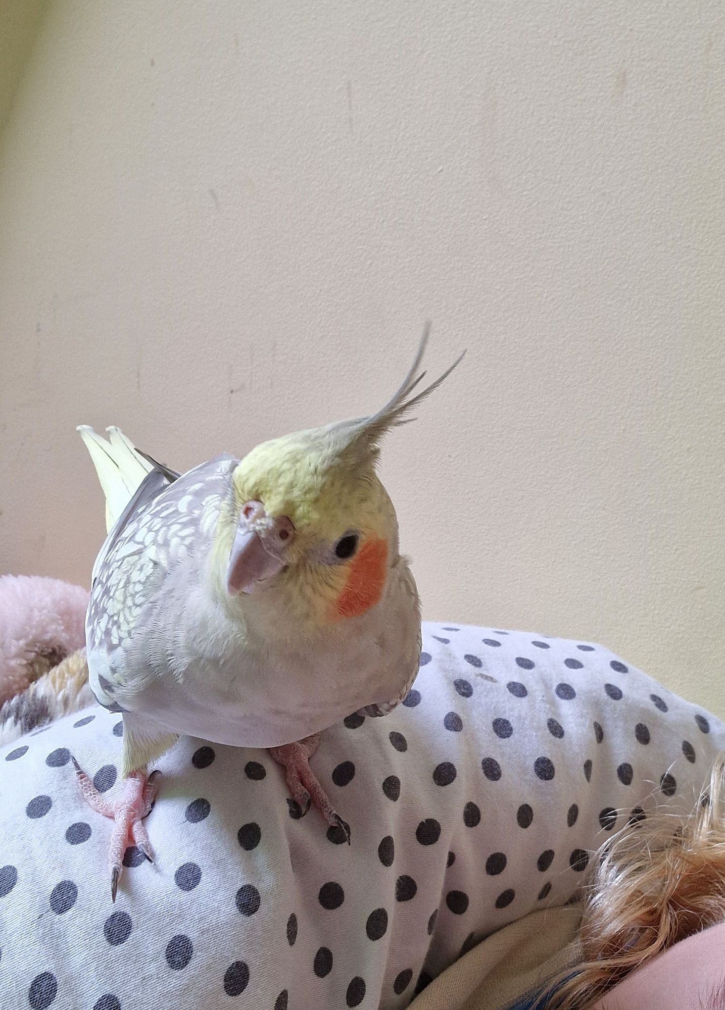 a round cinnamon pearl cockatiel is sitting on a pillow. she is looking softly at the camera