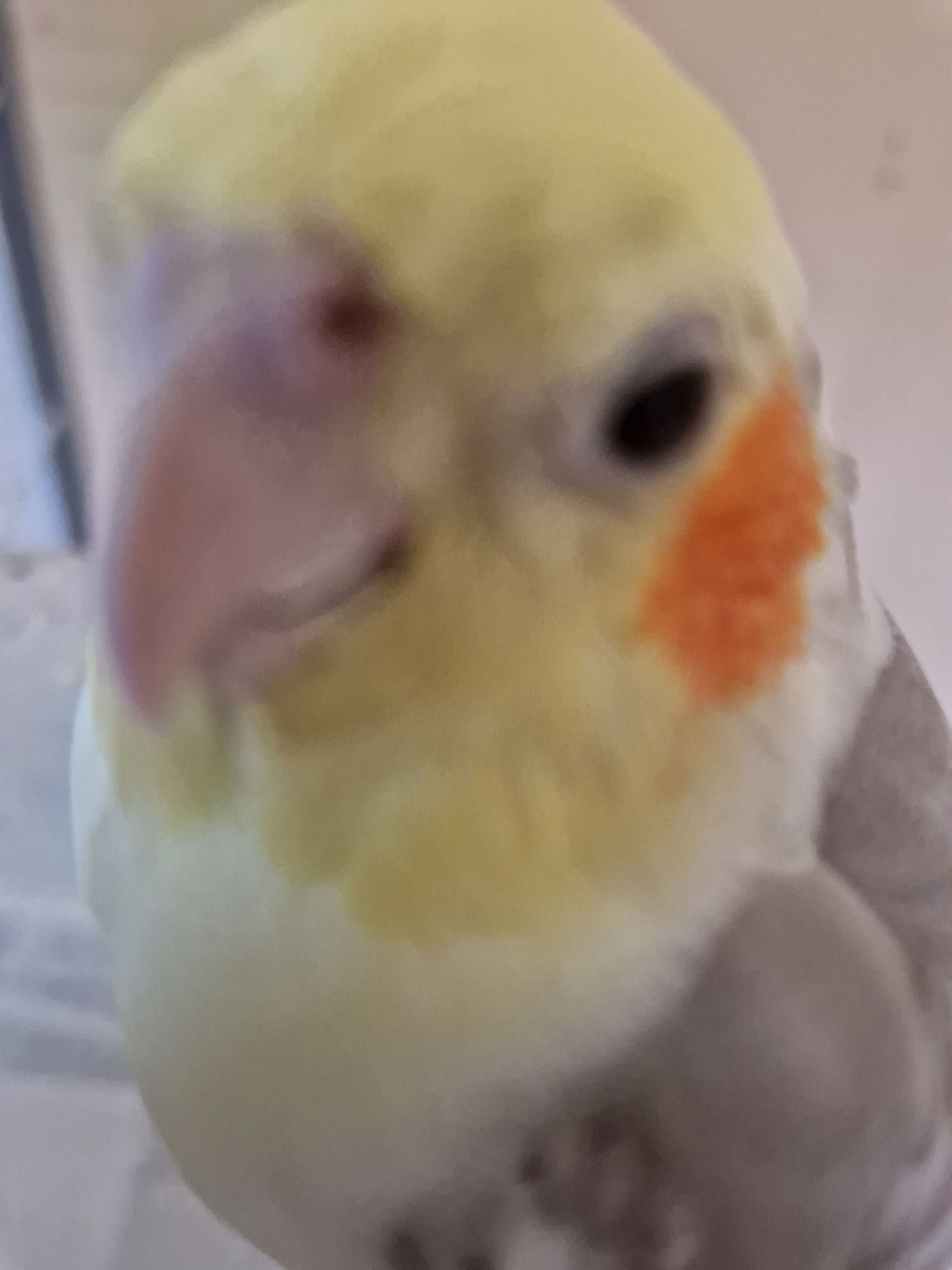 another close-up of the same cockatiel, his face is even closer to the camera