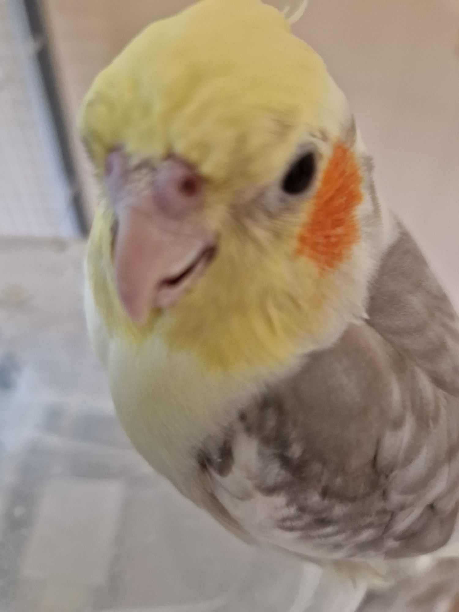 close-up of a cockatiel, he has his beak slightly open