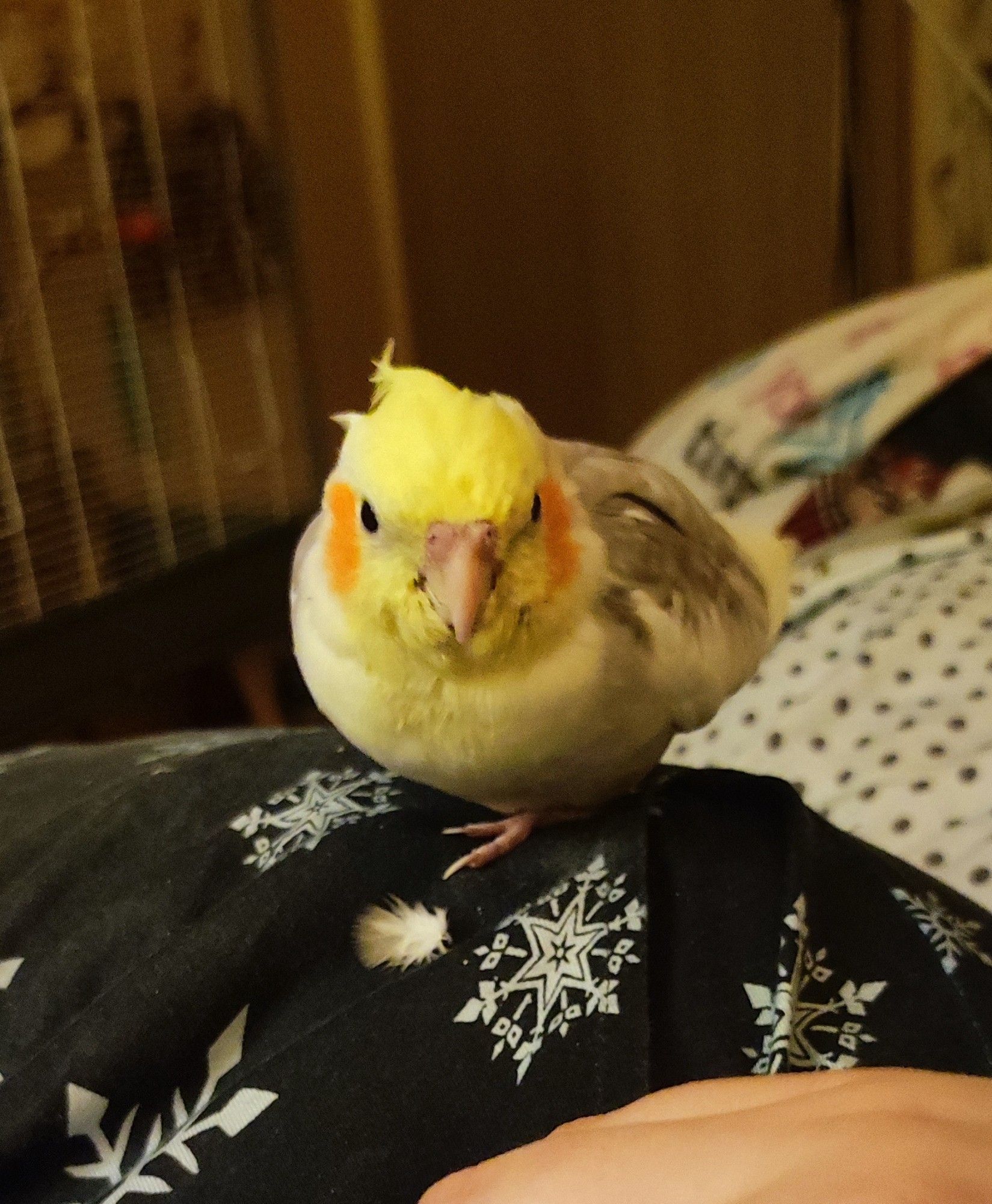 the same one legged cinnamon pied cockatiel, now looking fondly at my hand which is barely in frame. he wants to be pet, but all i could notice is the fact that he has his beak dirty with his dinner. stinky!!!