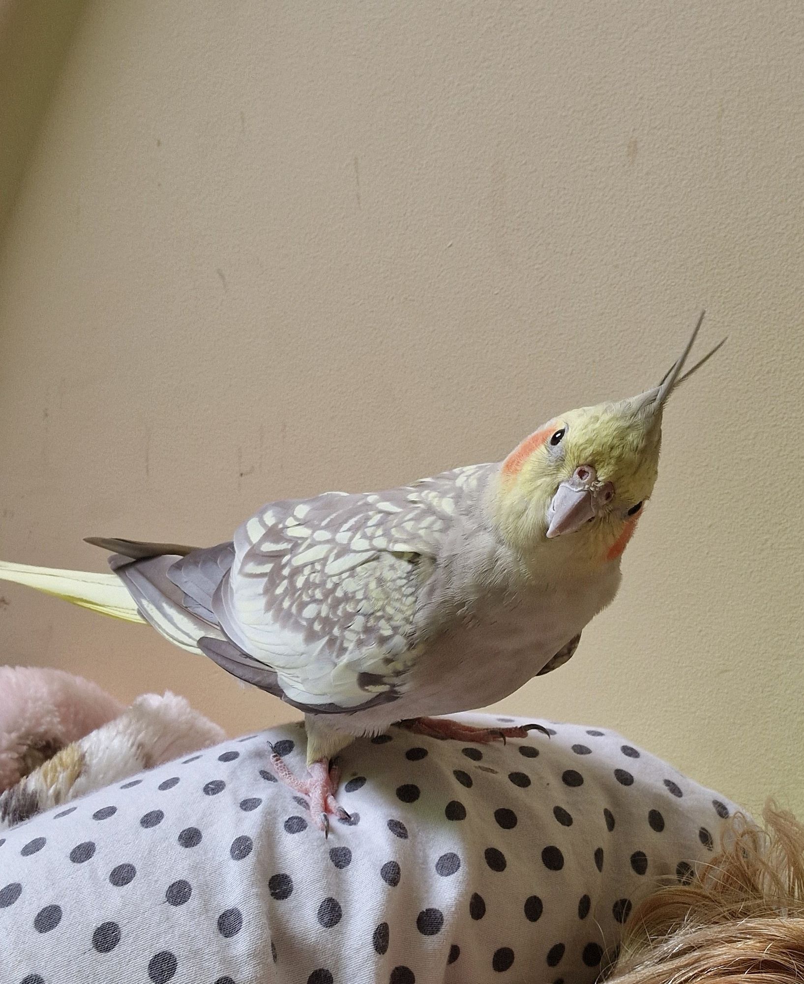 another picture of the same cockatiel, now she is leaning to the side, looking curiously at something.