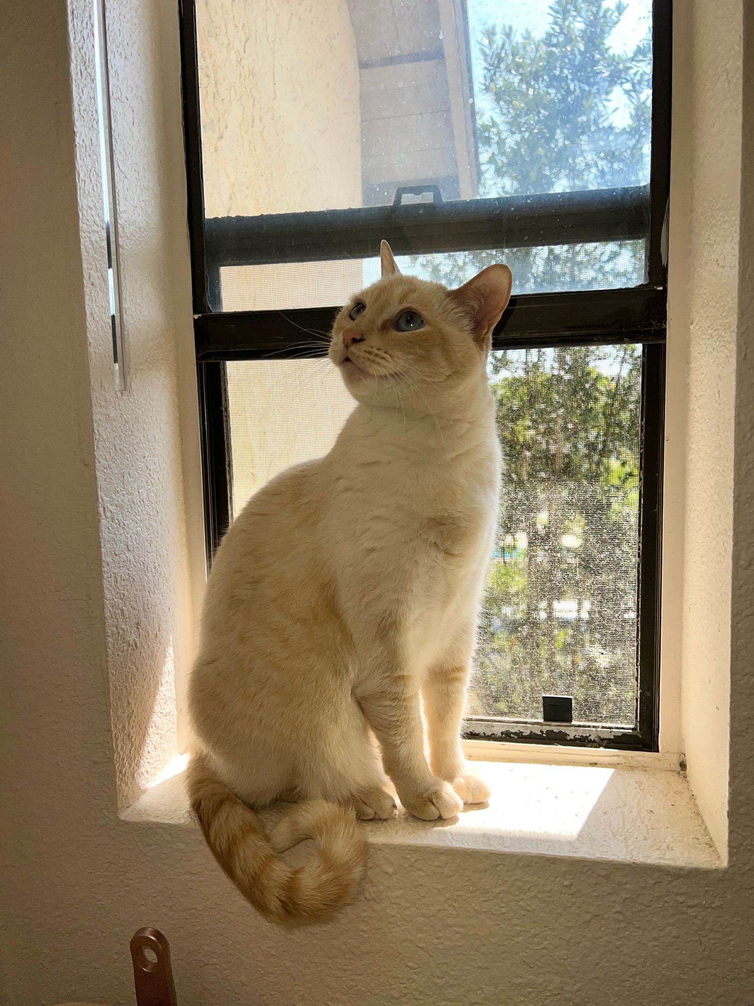 Flame point cat sitting in a small sunny window, looking very interested in something over her shoulder in the house. Her stripy buff tail is curled into a perfect circle at the end.