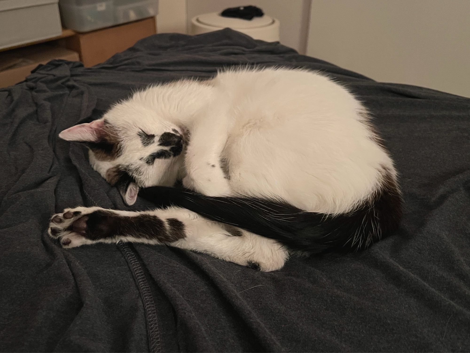 A curled-up sleeping cat, white with silly black spots on his face, a long black tail. One hind foot is sticking out, showing that the entire sole (but only the sole) is black. The toes are white but have black toe beans.