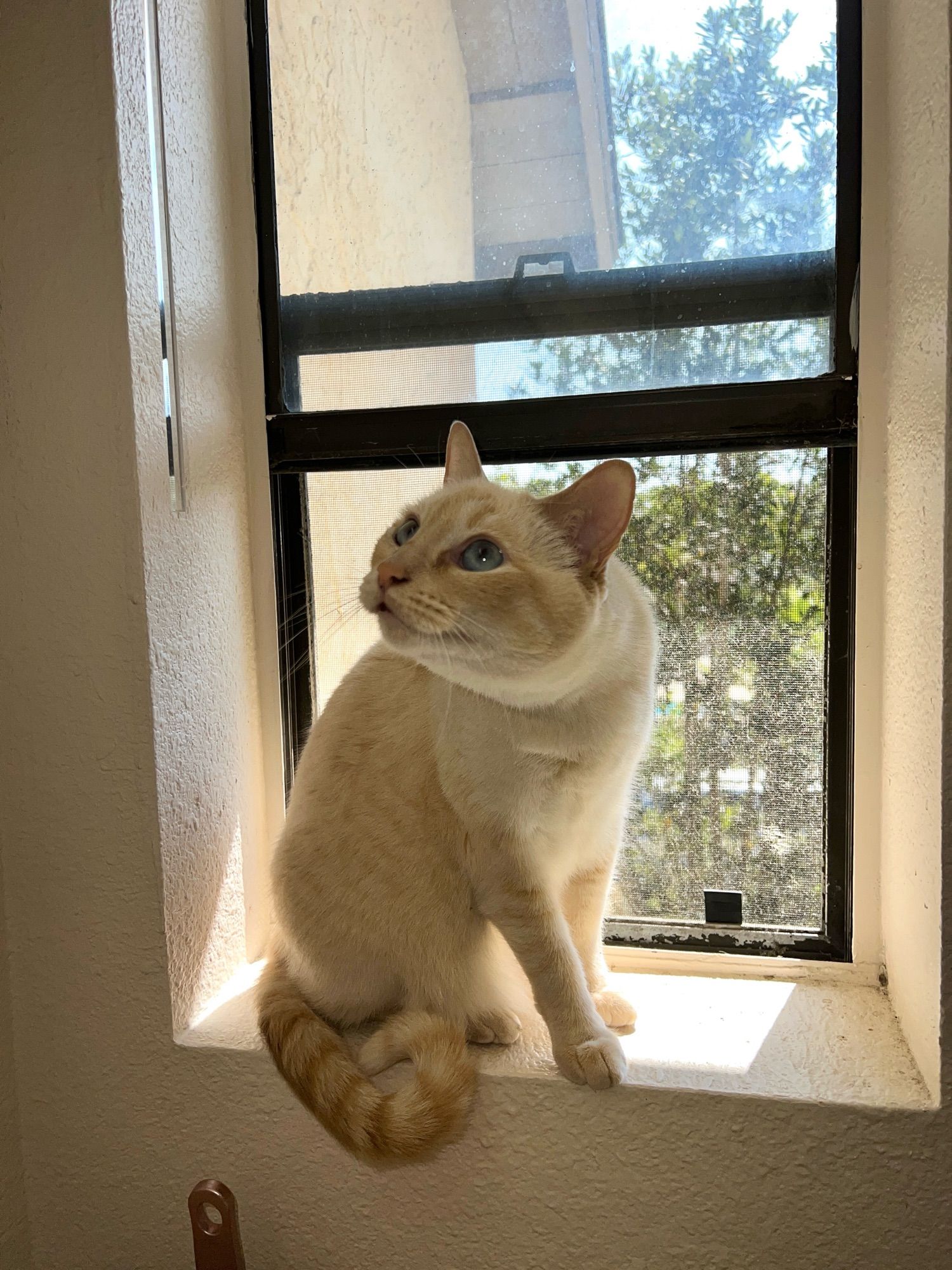 Flame point cat in a small sunny window, looking EXTREMELY interested in something above her and to the side, leaning over to see it better.