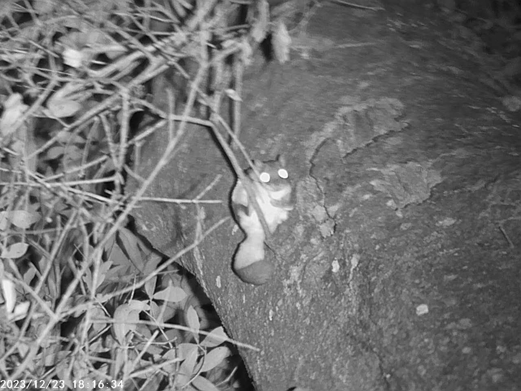 a rather plump female southern flying squirrel perched in an oak tree, looking down at me like "who is this bitch?"