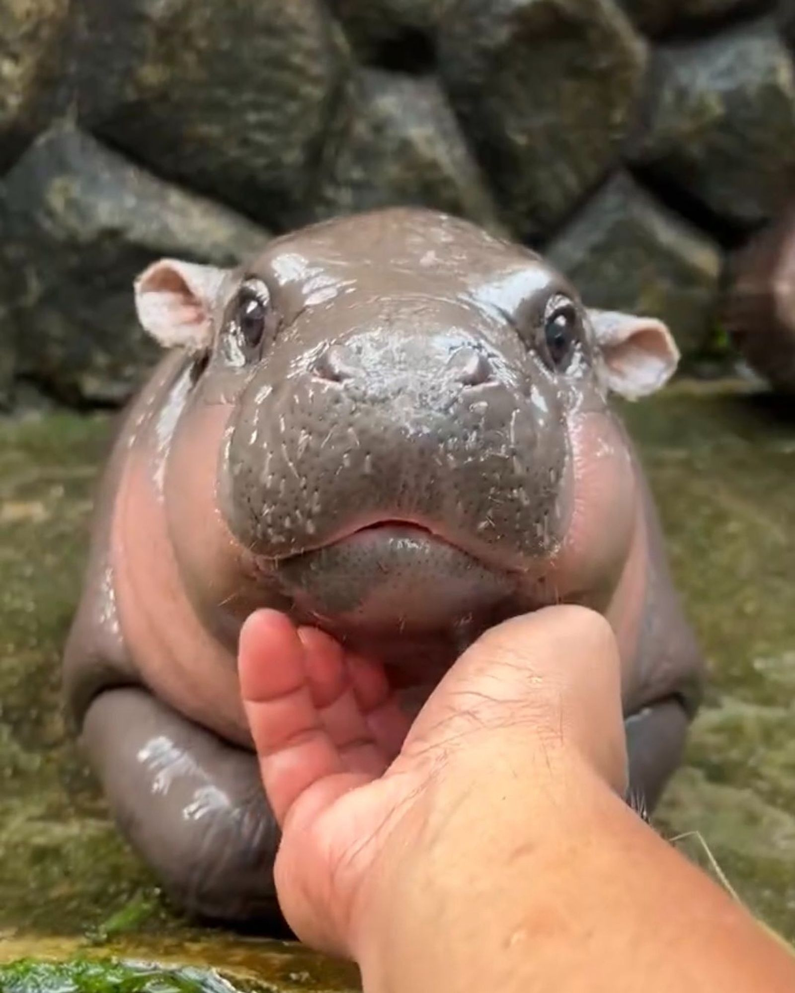 Pygmy hippo Moo Deng