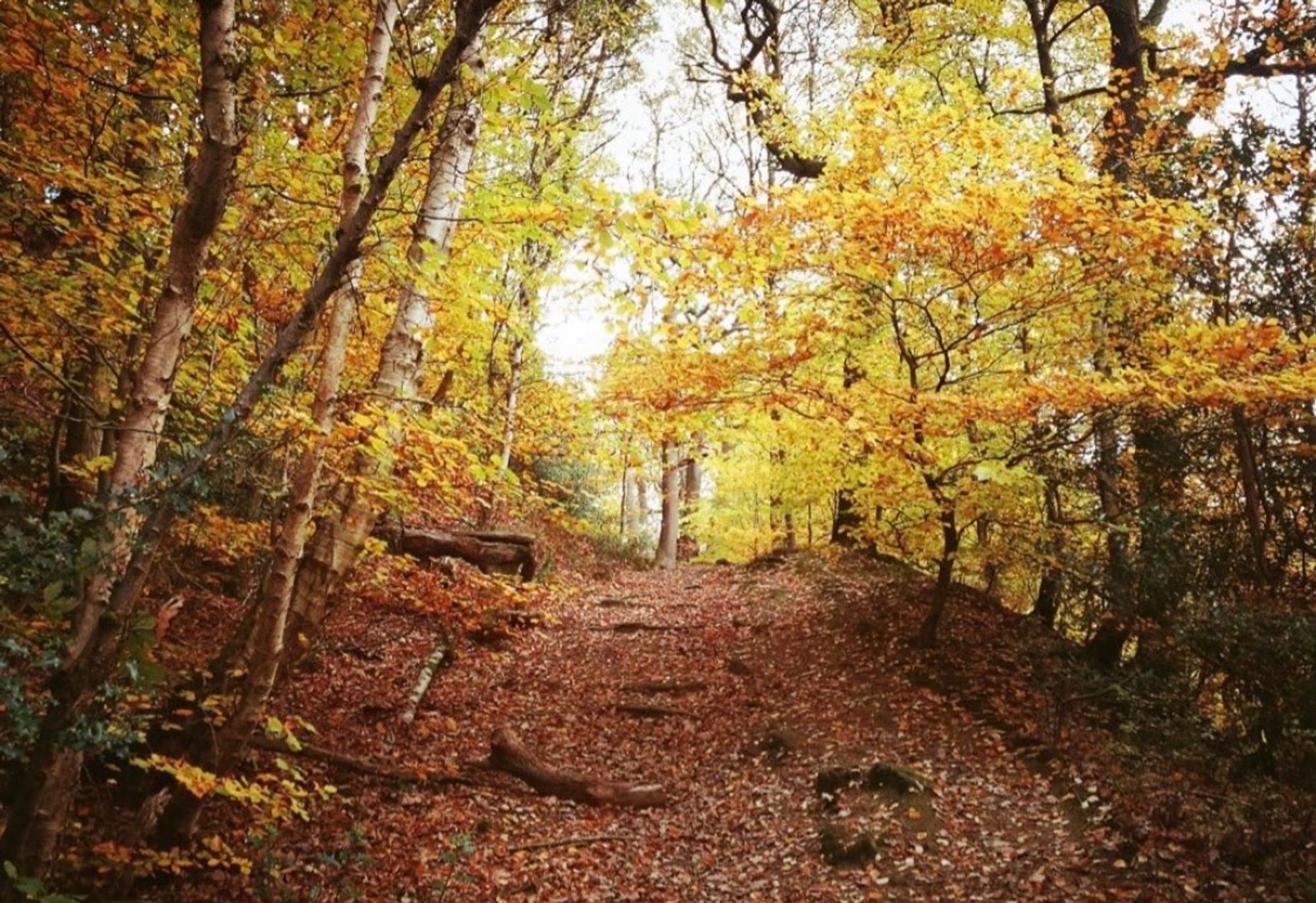 Golden leaves cling to the trees and copper leaves carpet the path in a West Yorkshire wood in autumn