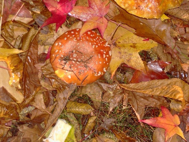 A mushroom with an orange cap nestled in fallen colorful leaves. The leaves are there because I didn’t rake them. 