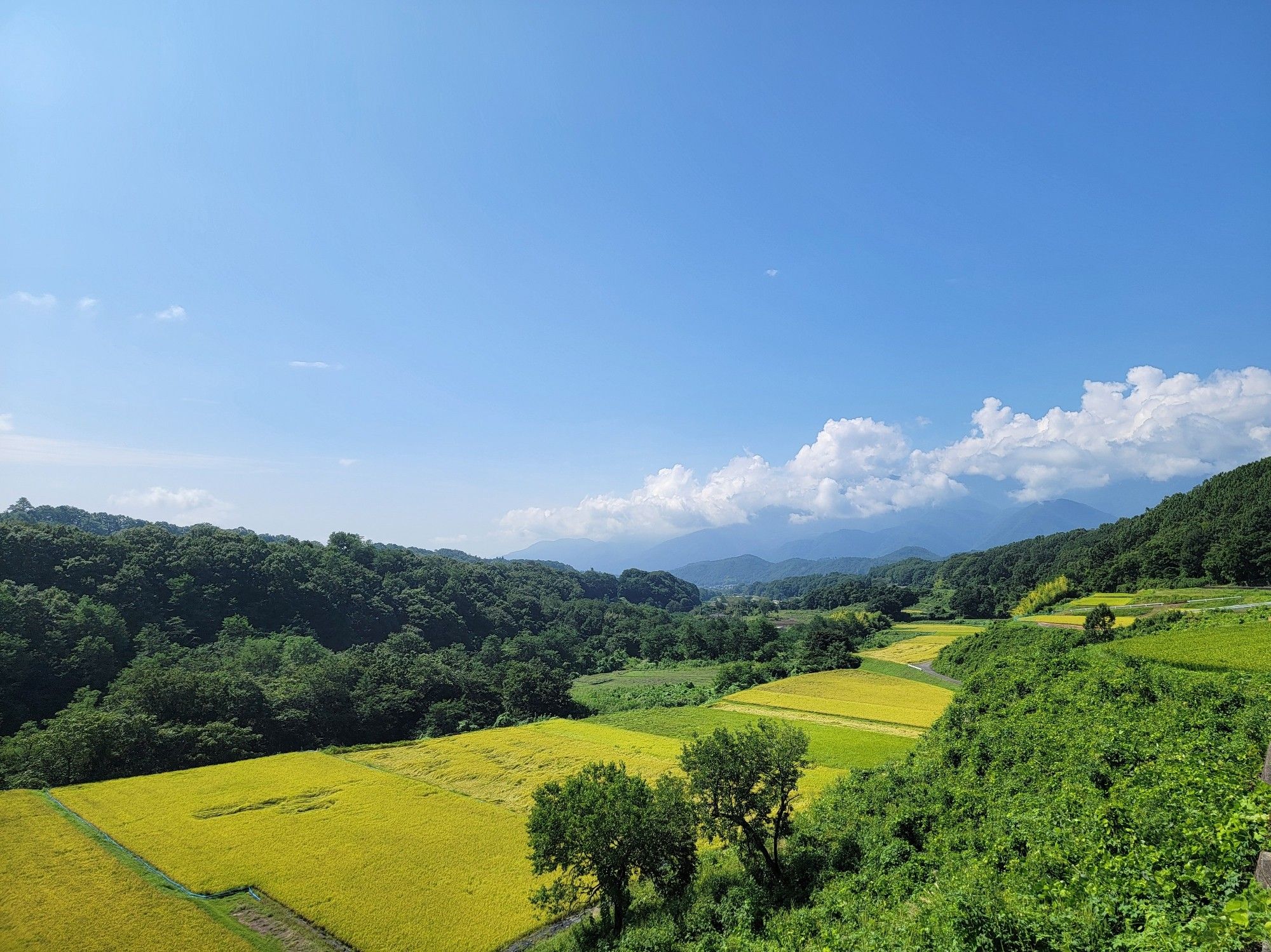 Picture of a valley with rice fields and a blue sky