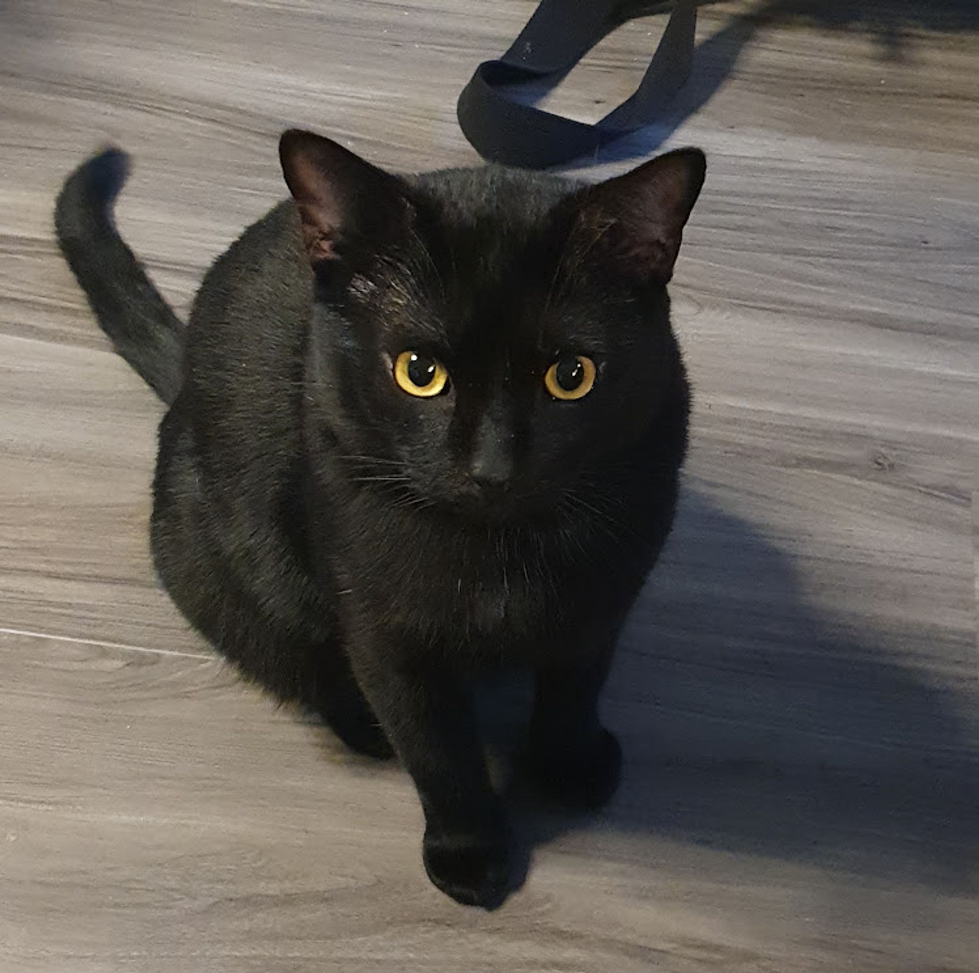 black cat with yellow eyes sitting up looking directly at the camera