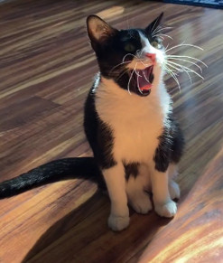 a photo of a cat with black and white fur sitting in a somewhat strange position with its mouth open, looking as if it's yelling