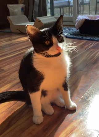 a photo of a cat with black and white fur sitting in a somewhat strange position, looking blankly to the right