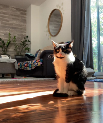 a photo of a cat with black and white fur sitting down, looking blankly into the camera