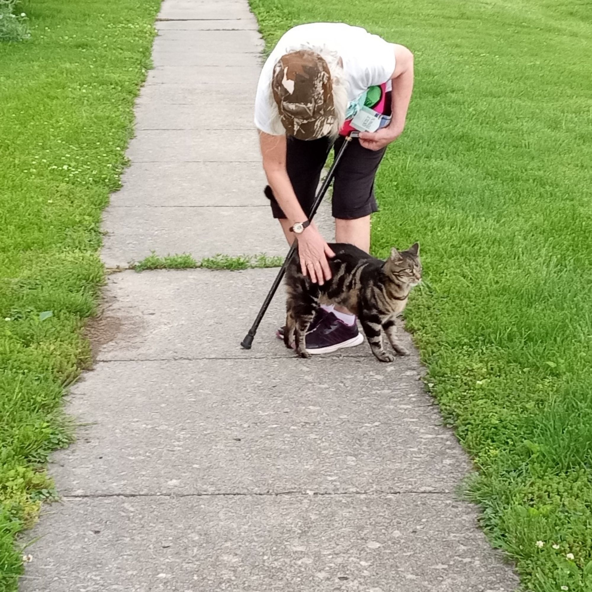 A tabby cat greets us like a long-lost friend. All over us, loveable and does not live nearby. My wife is bent over to rub it