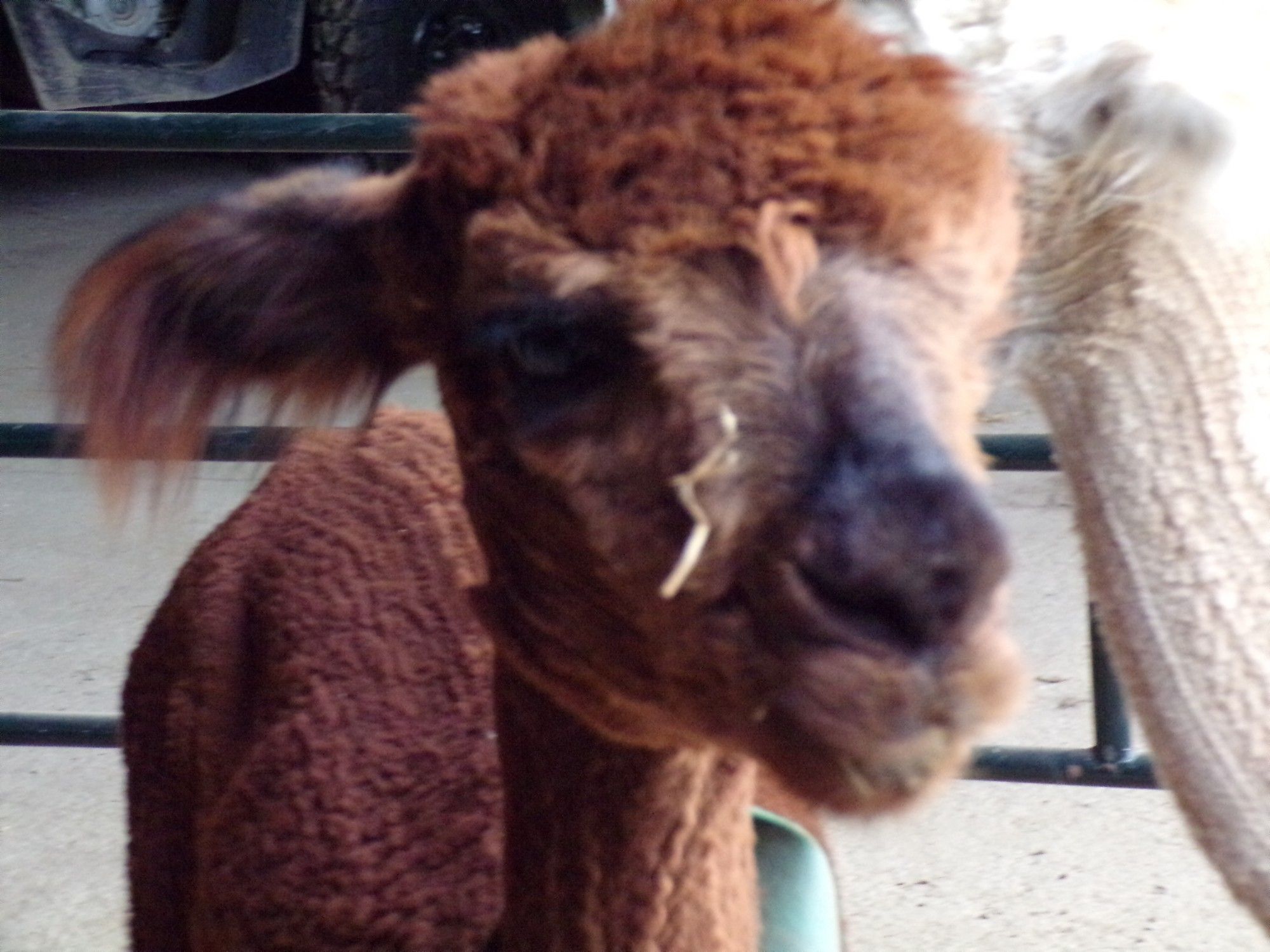 This Alpaca has some straw stuck to its face below the eye, and just adds to the funny face. the back looks knitted, from fresh shearing