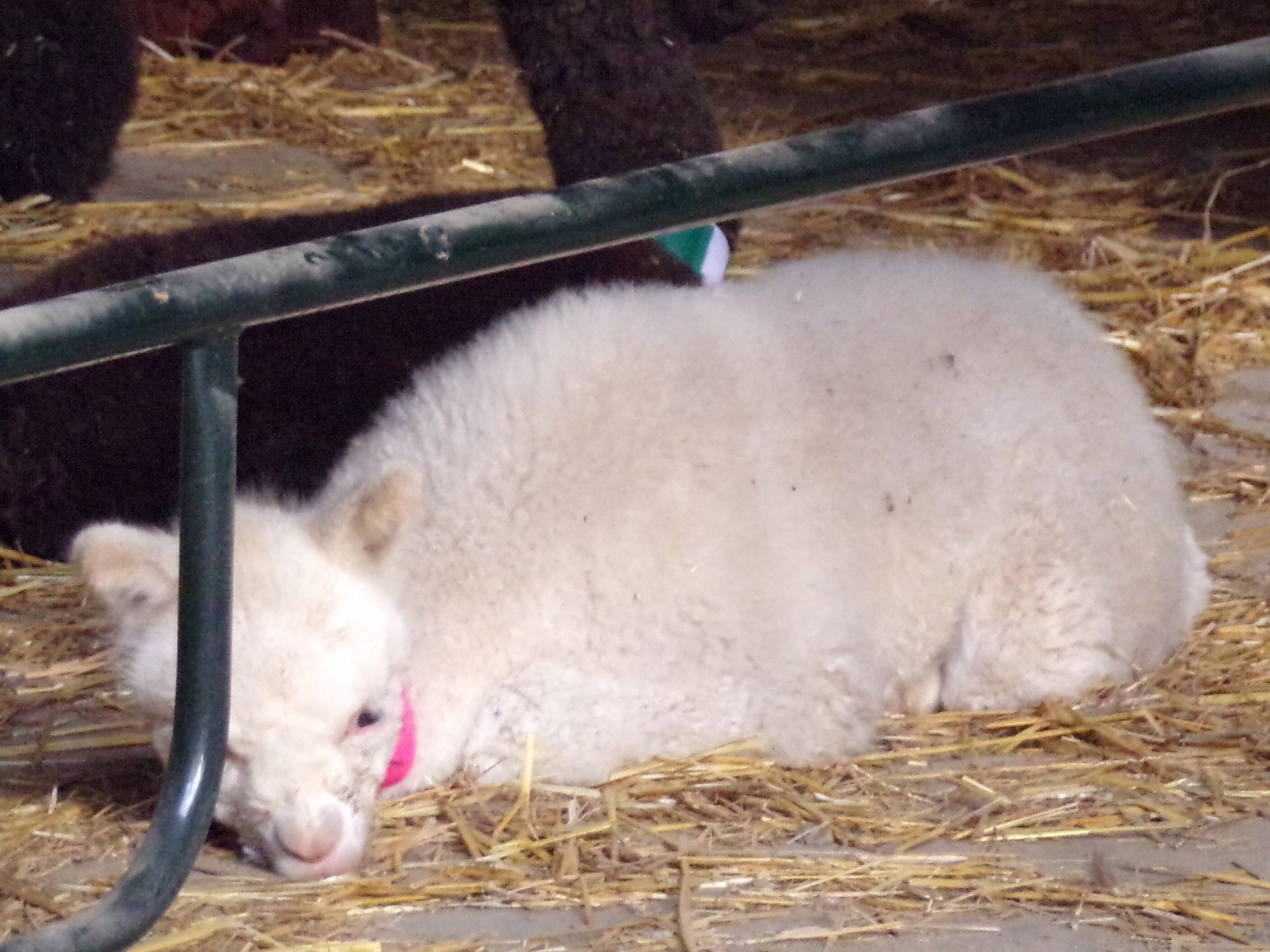 A white baby alpaca, laying on the floor, lower than the bars that contain them