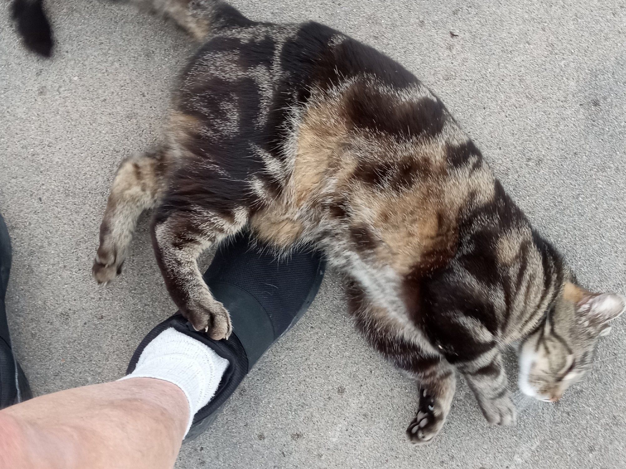 A tabby cat falls at my feet, delaying our walk