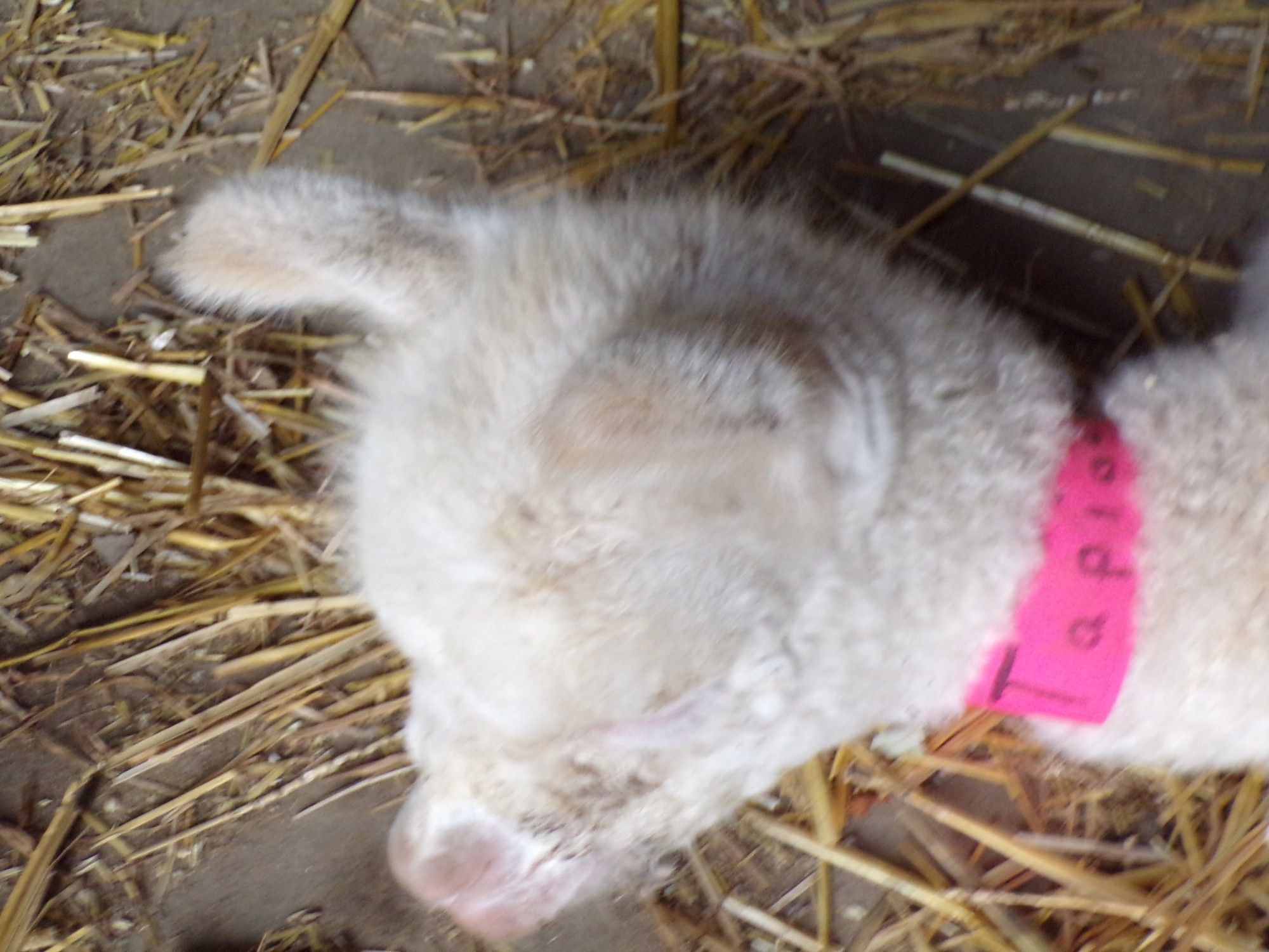 A fluffy little cream coloured baby alpaca with a pink collar and a name, 'Tapioca', it looks like it reads