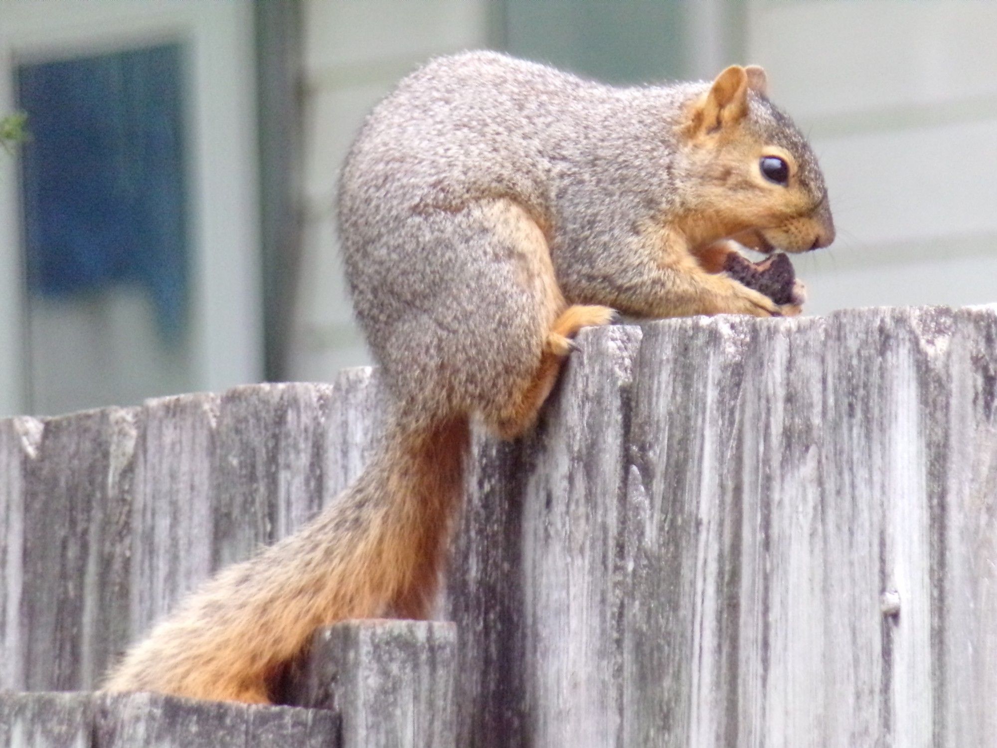 A red squirrel sits on a wooden fence top eating a nut