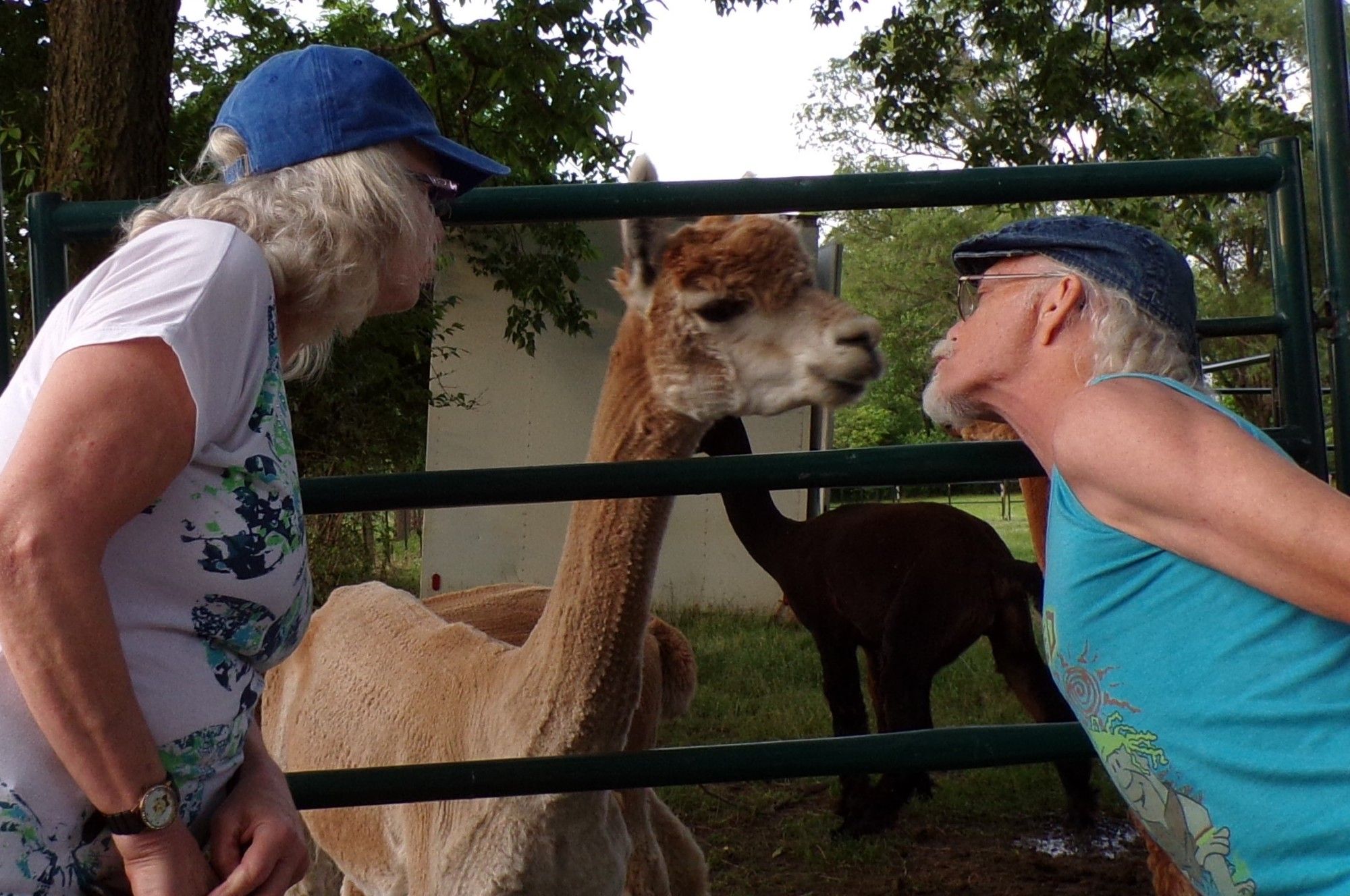 An Alpaca is at the bars of the enclosure, and a woman and a man face it from the outside. The man appears to be offering a kiss. He's a former sailor, they'll kiss anyone.