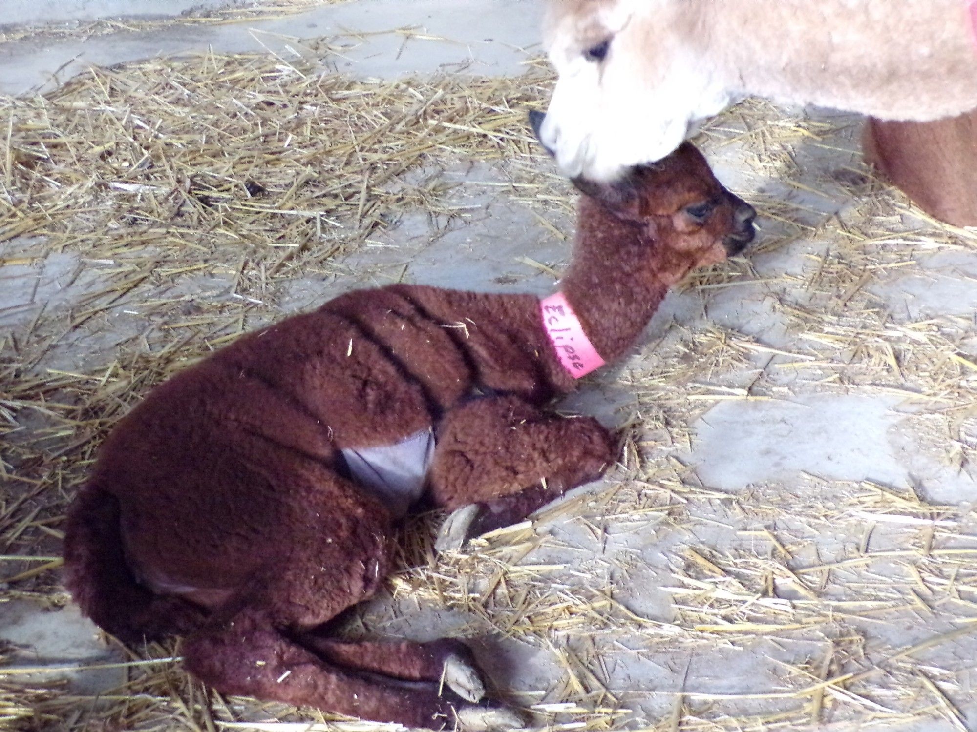 A little black Alpaca on the floor with another above seems to be touching its ear, perhaps the mother