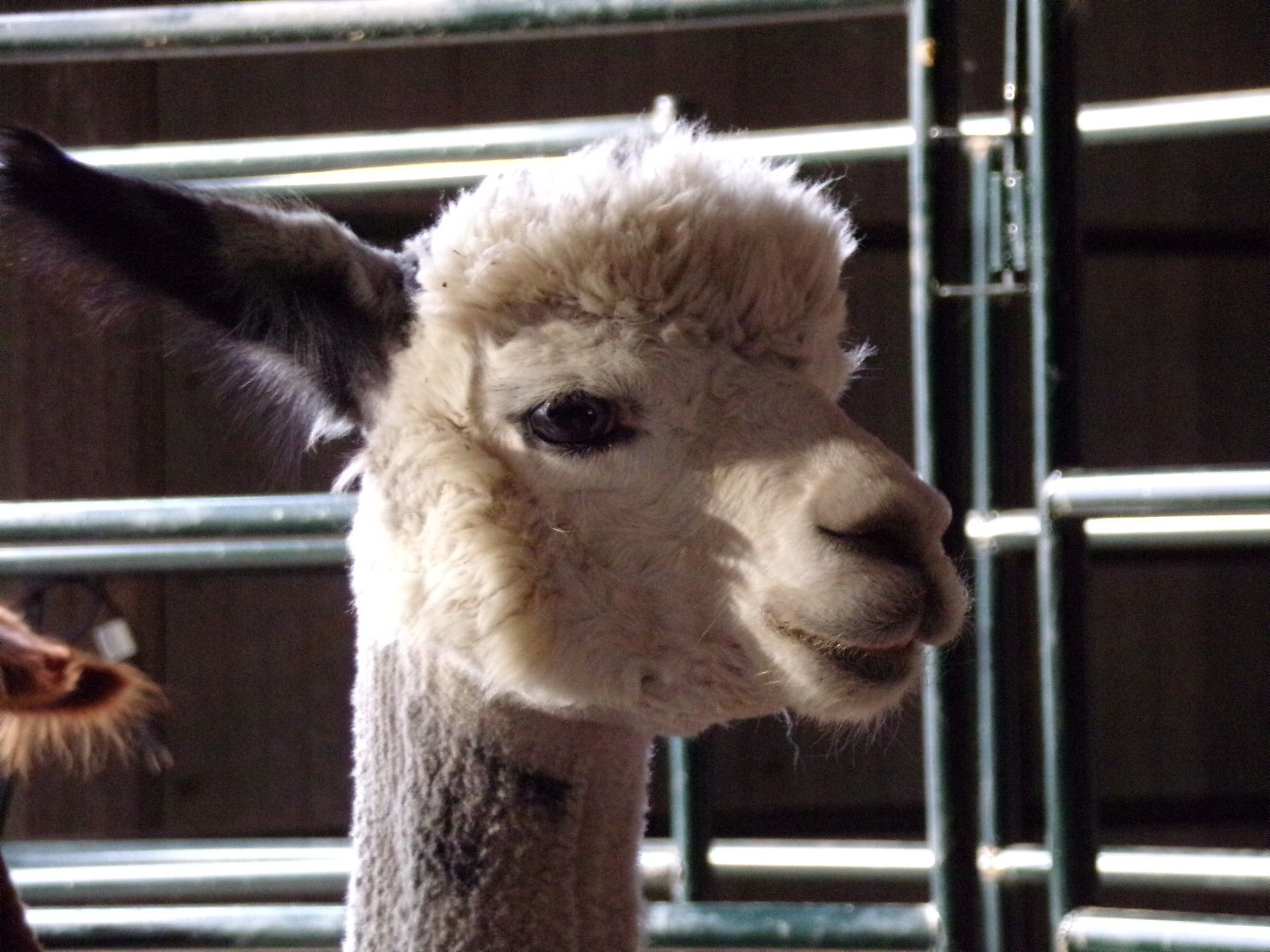 Looks a bit Snooty.. The Real Housewives of Green Acres. Alpaca