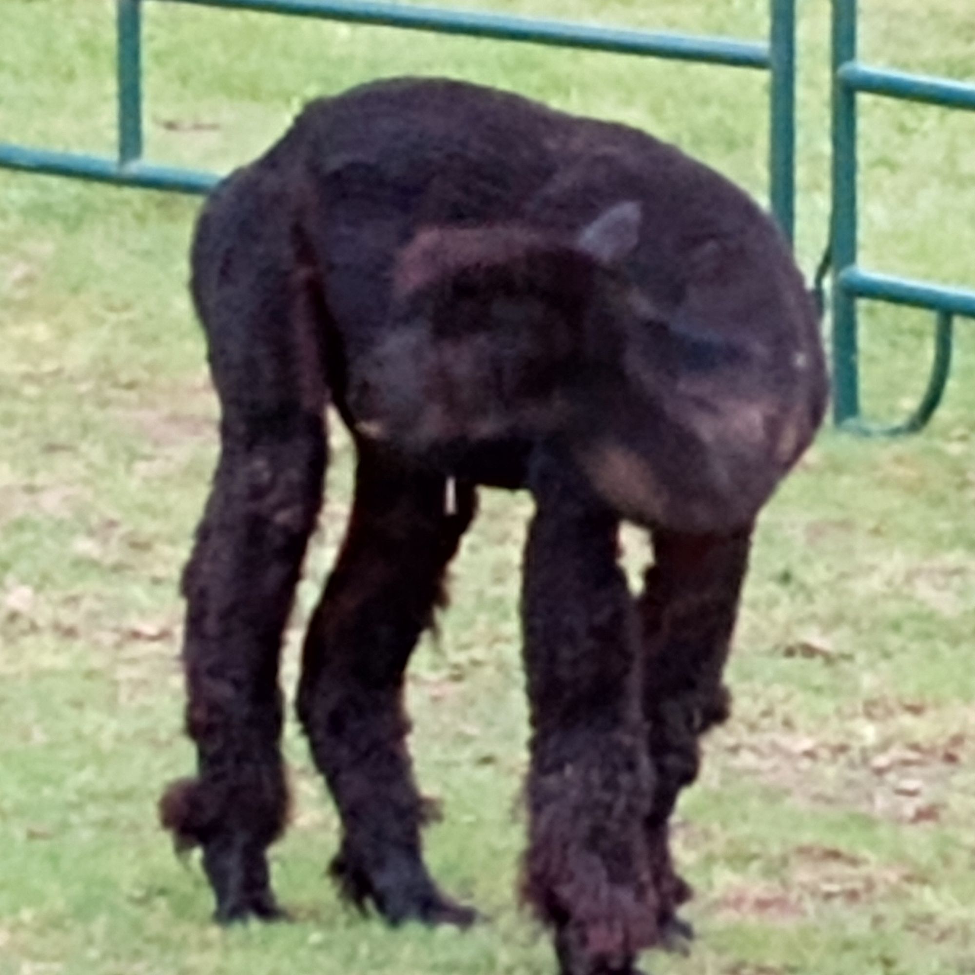 A black furry looking male Alpaca, all by itself inside a large gated area. 
He's responsible for a number of new babies and can't be trusted around the ladies.