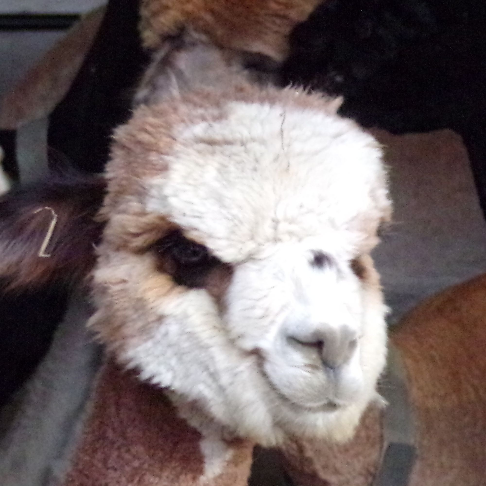 The face of a mother Alpaca. The smile looks so fake.