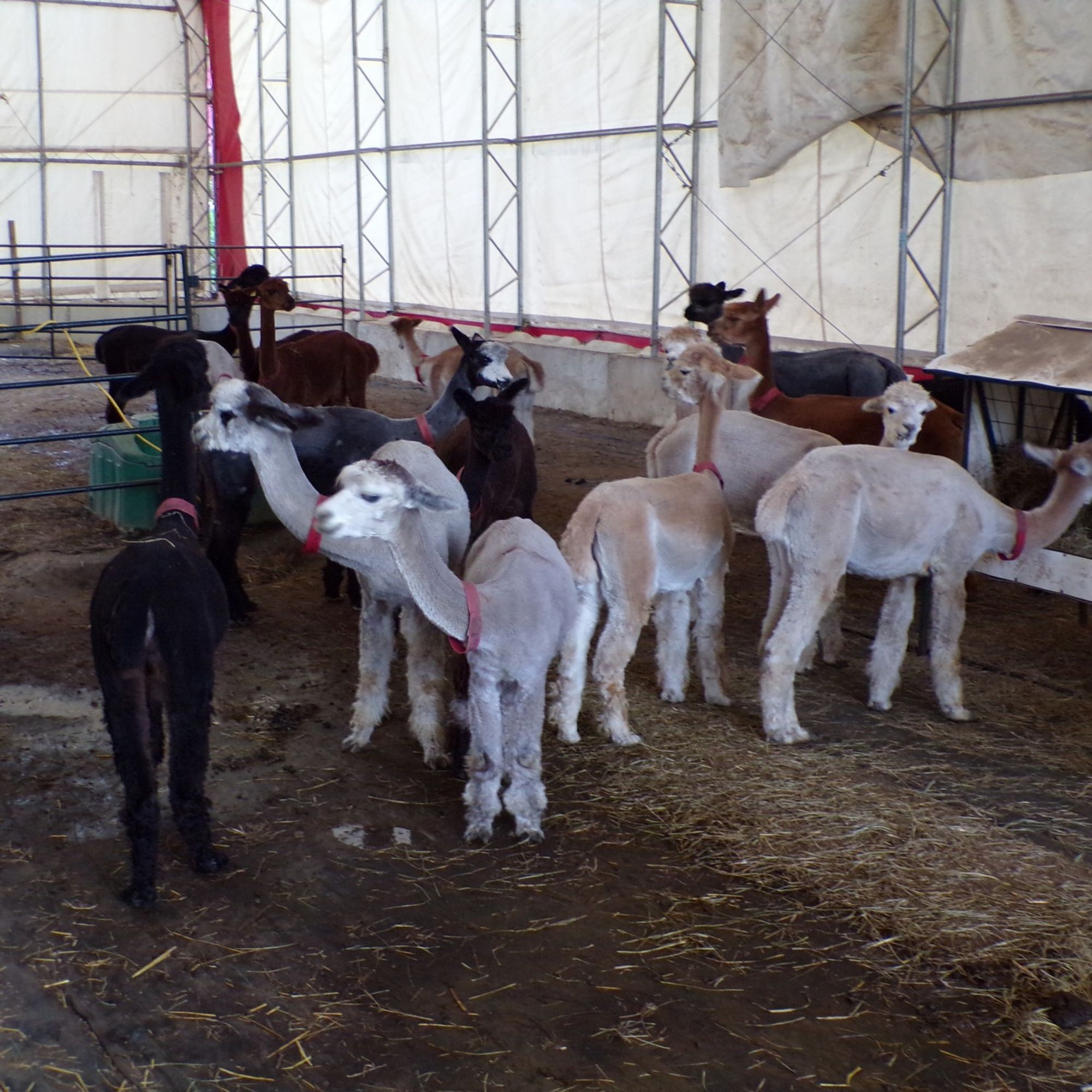 A group of smaller juvenile Alpacas. Separately penned from the adults