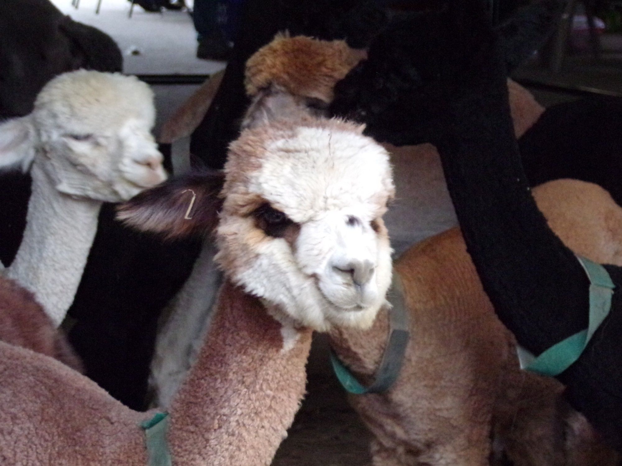 In the world of Alpacas, this one is a beaut. Cute and ugly at the same time. There's a coral of them, with one face in the center