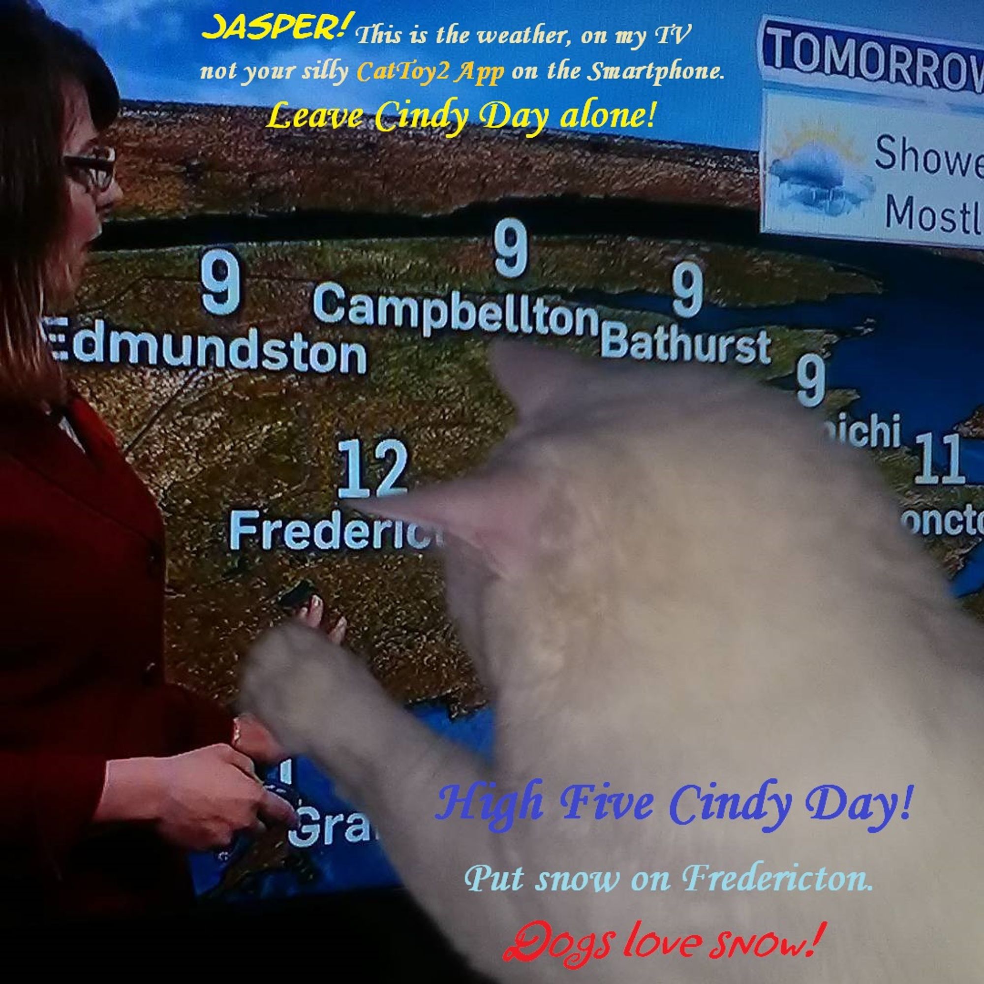 A white cat (appears larger) against the TV screen where the weather lady is moving her hand towards New Brunswick, where he grabs her hand with his paw. CAPTION
"Jasper, this is the weather, on my TV, not your silly CatToy App ont he smartphone"

"High Five City Day! Put snow on Fredericton. Dogs love snow"