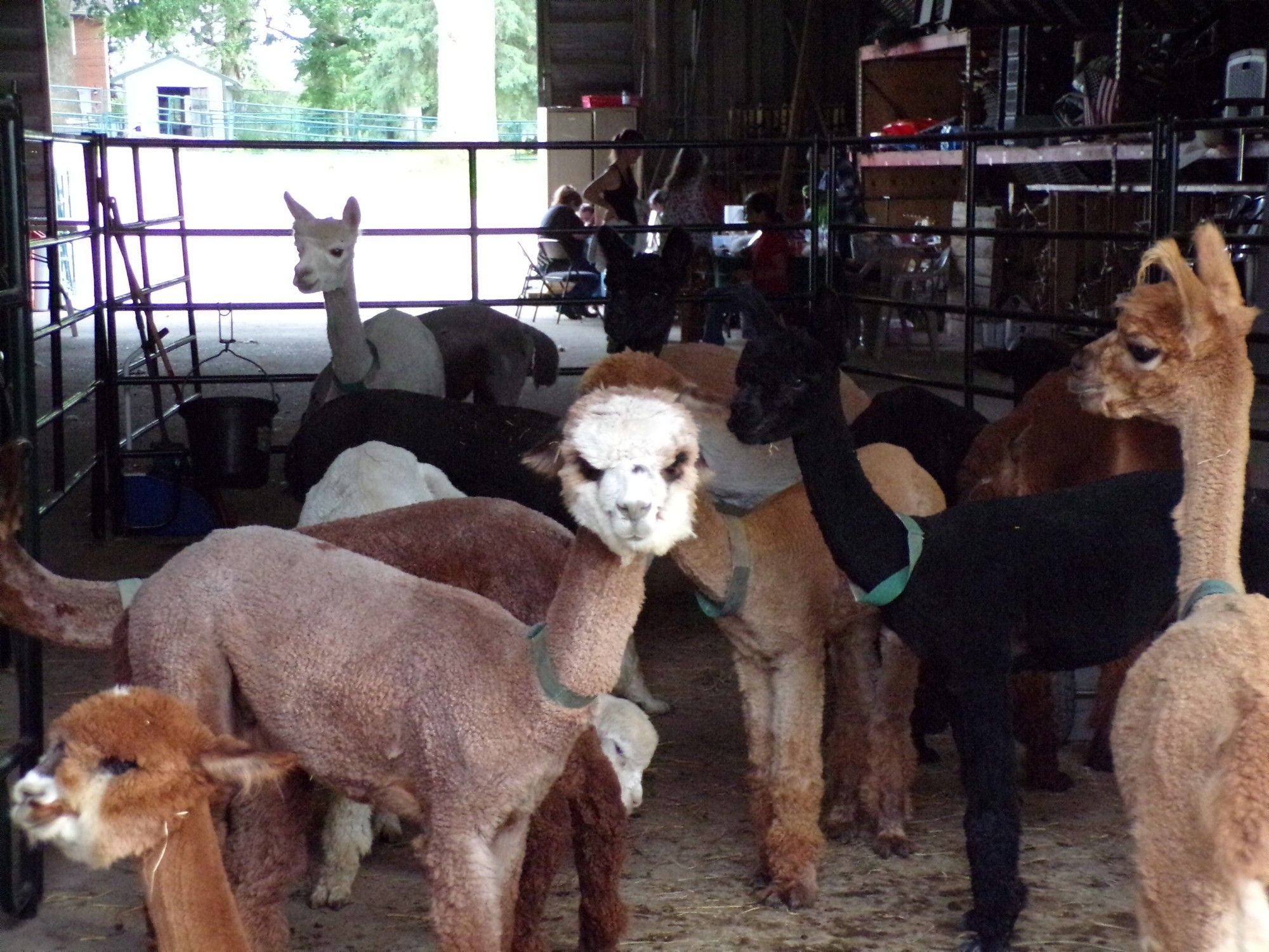 A corral of Female Alpacas. There's a separate pen for each group