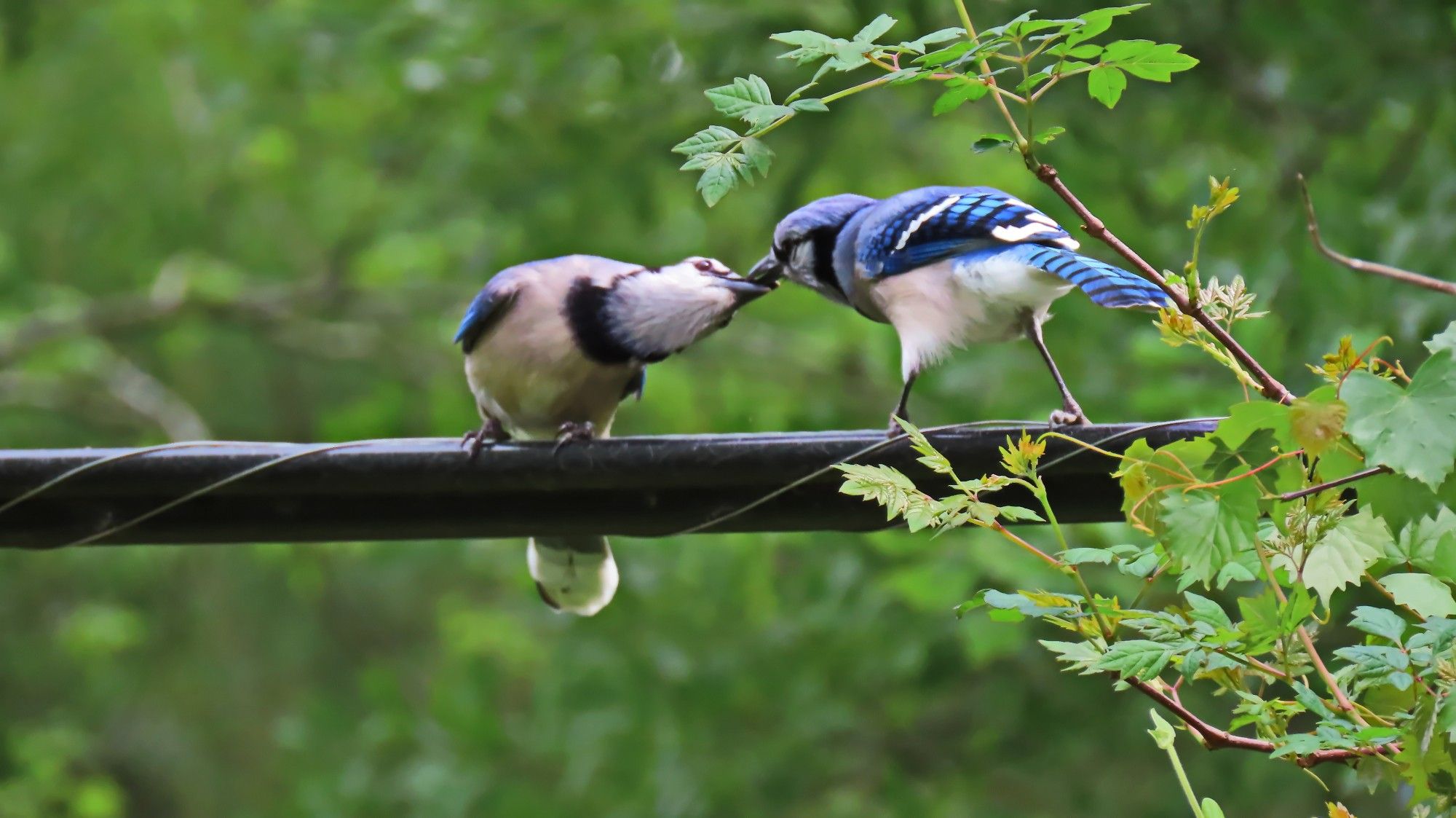 A pair of blue jays engaged in courtship feeding.