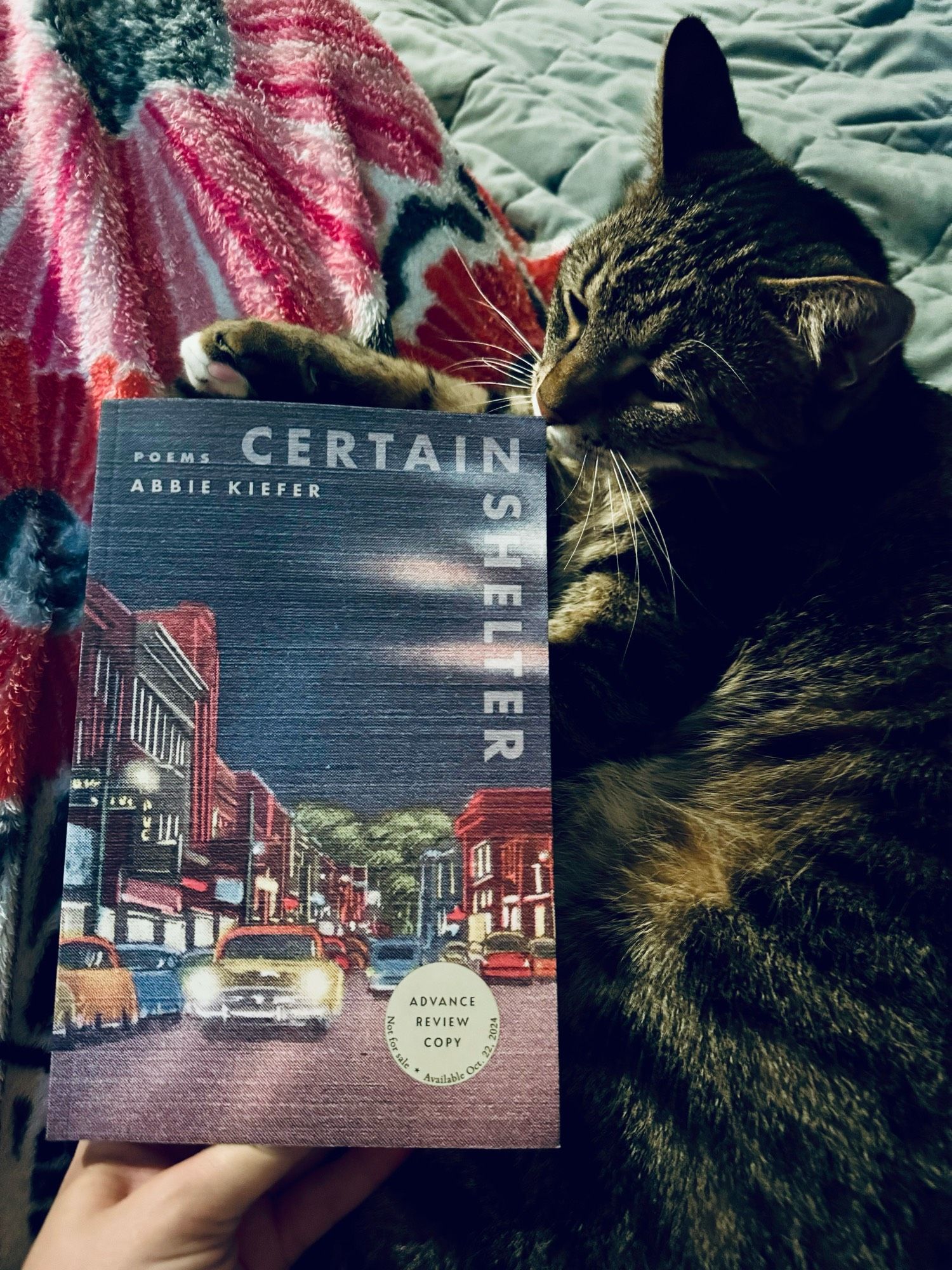 Abbie Kiefer’s forthcoming poetry collection CERTAINLY SHELTER (June Road Press, October 23, 2024) and Stripes a grey/gold tabby cat giving it the sniff of approval.