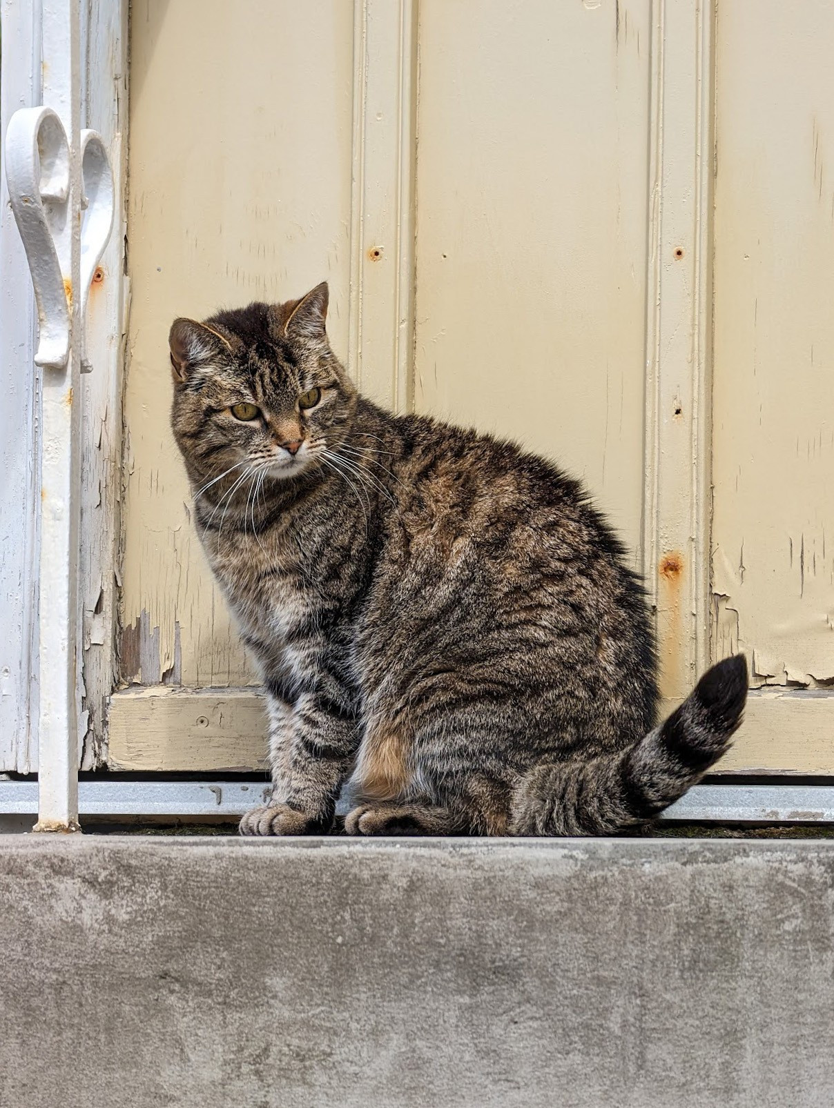 A cat in Reykjavik. Probably not a street cat, as he was too well-fed and okay with humans coming up to pet him.