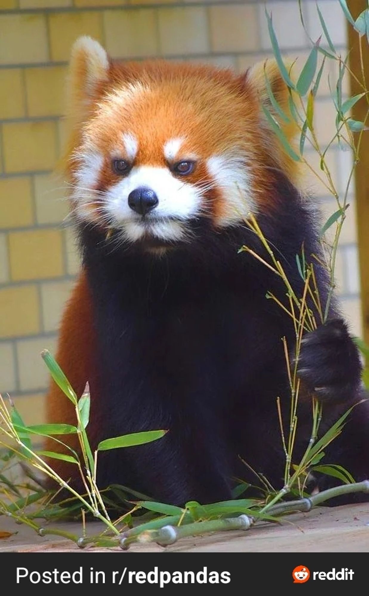 Red panda looking grumpy