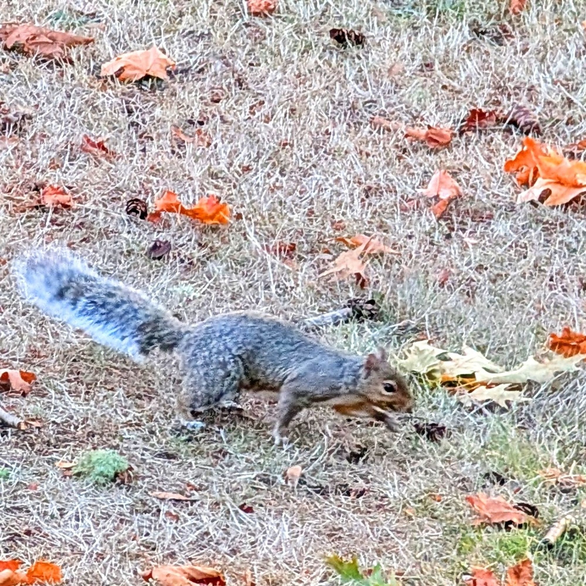 A squirrel I saw on Bainbridge Island