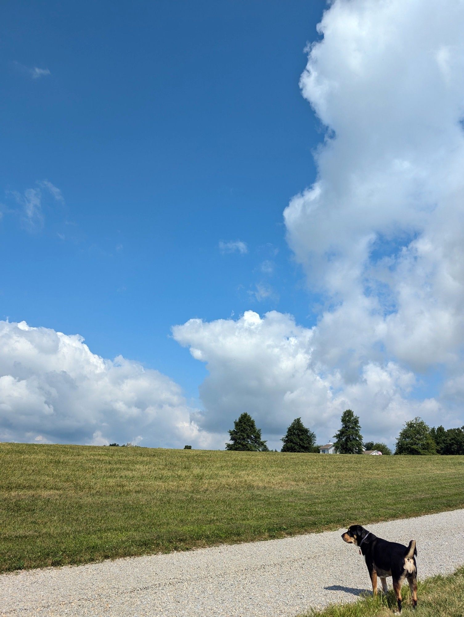 Charlie the dog, in the yard, contemplating the universe as big puffy clouds roll by