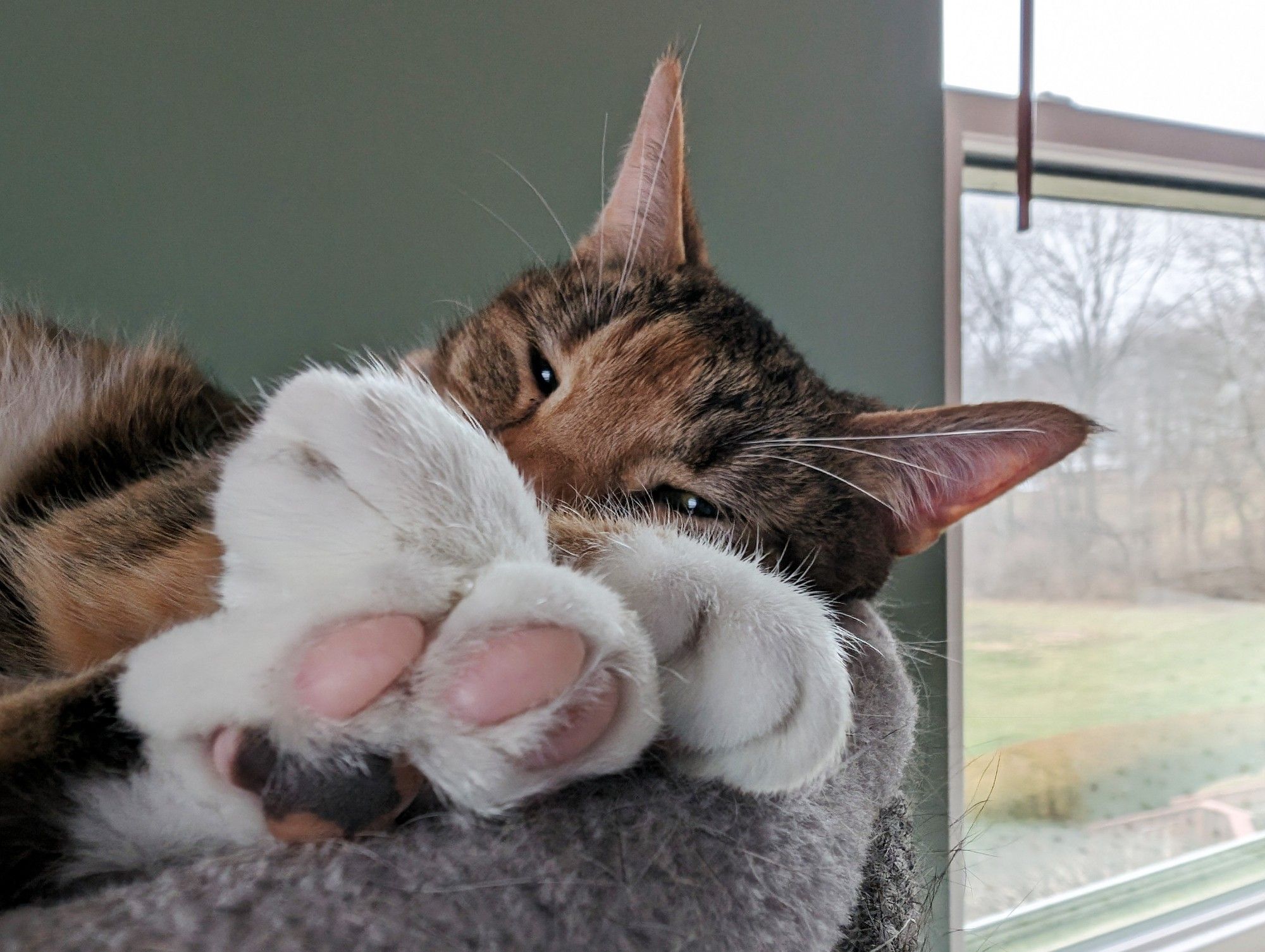 Spice, not impressed at being photographed, toe beans on full display.