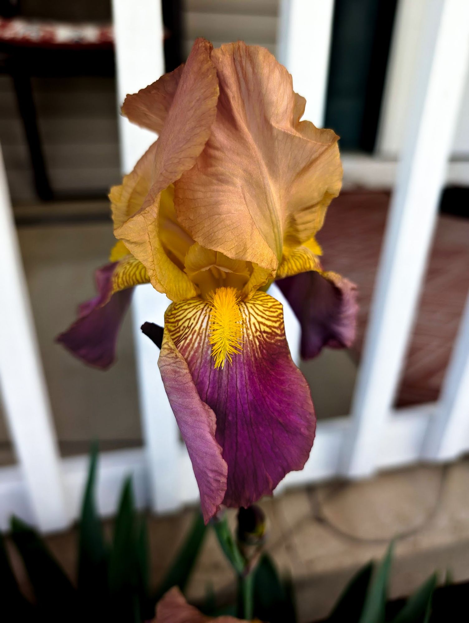 It's a bearded iris, I think, and it is yellow, purple and orange.