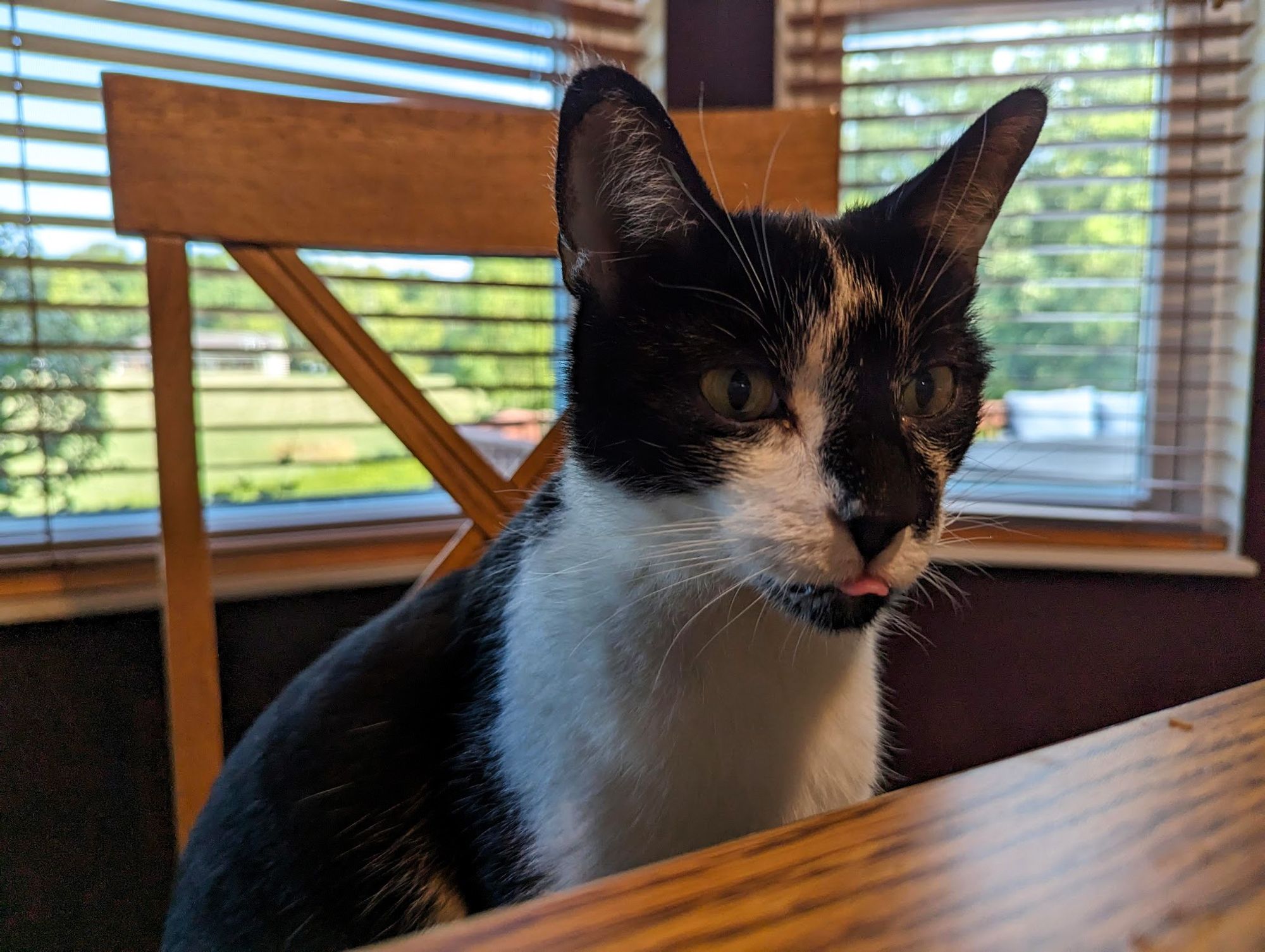 Smudge, at the table, sticking out his tongue