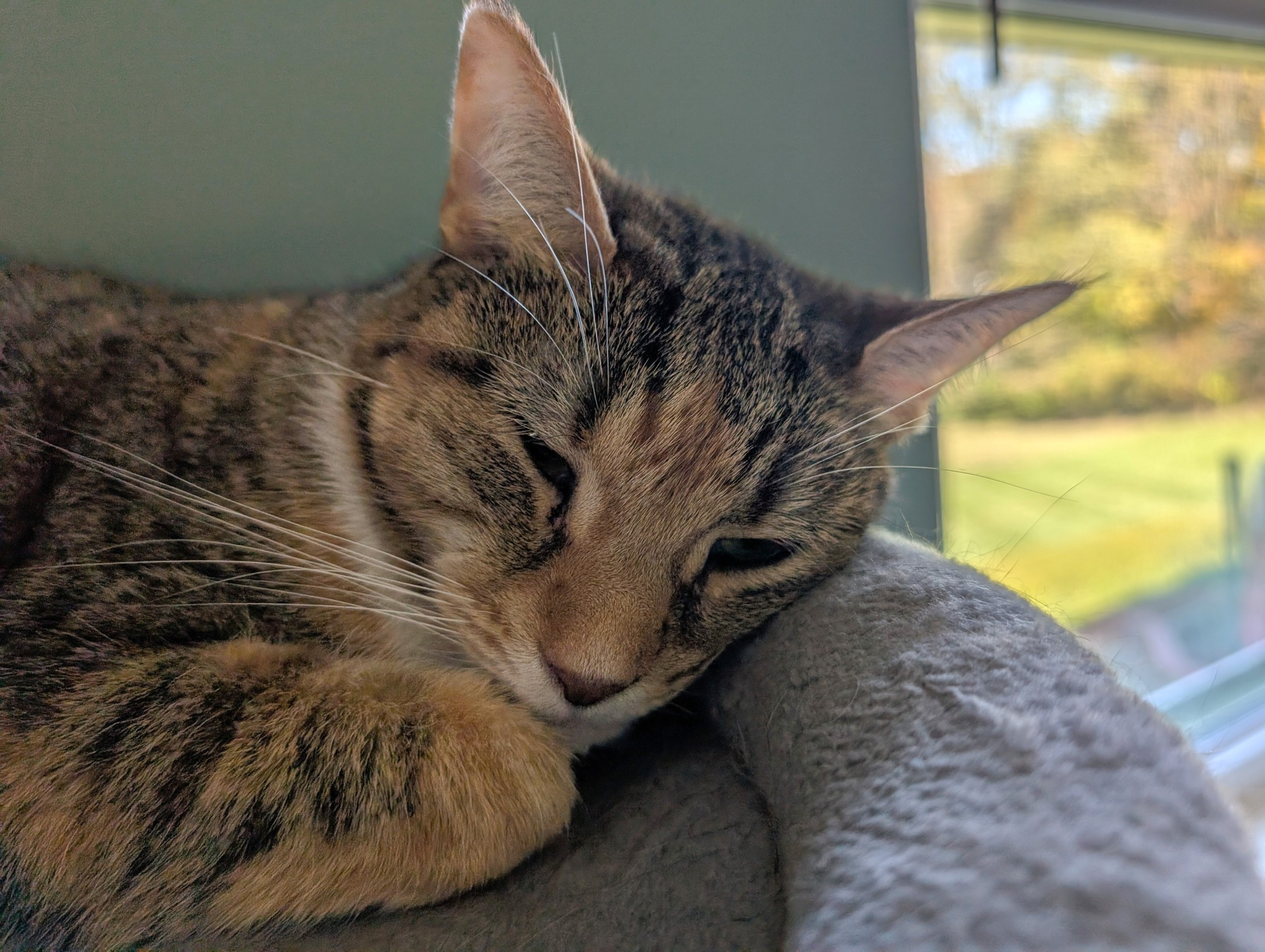 Spice, somewhat irked at a camera in her fuzzy face. 