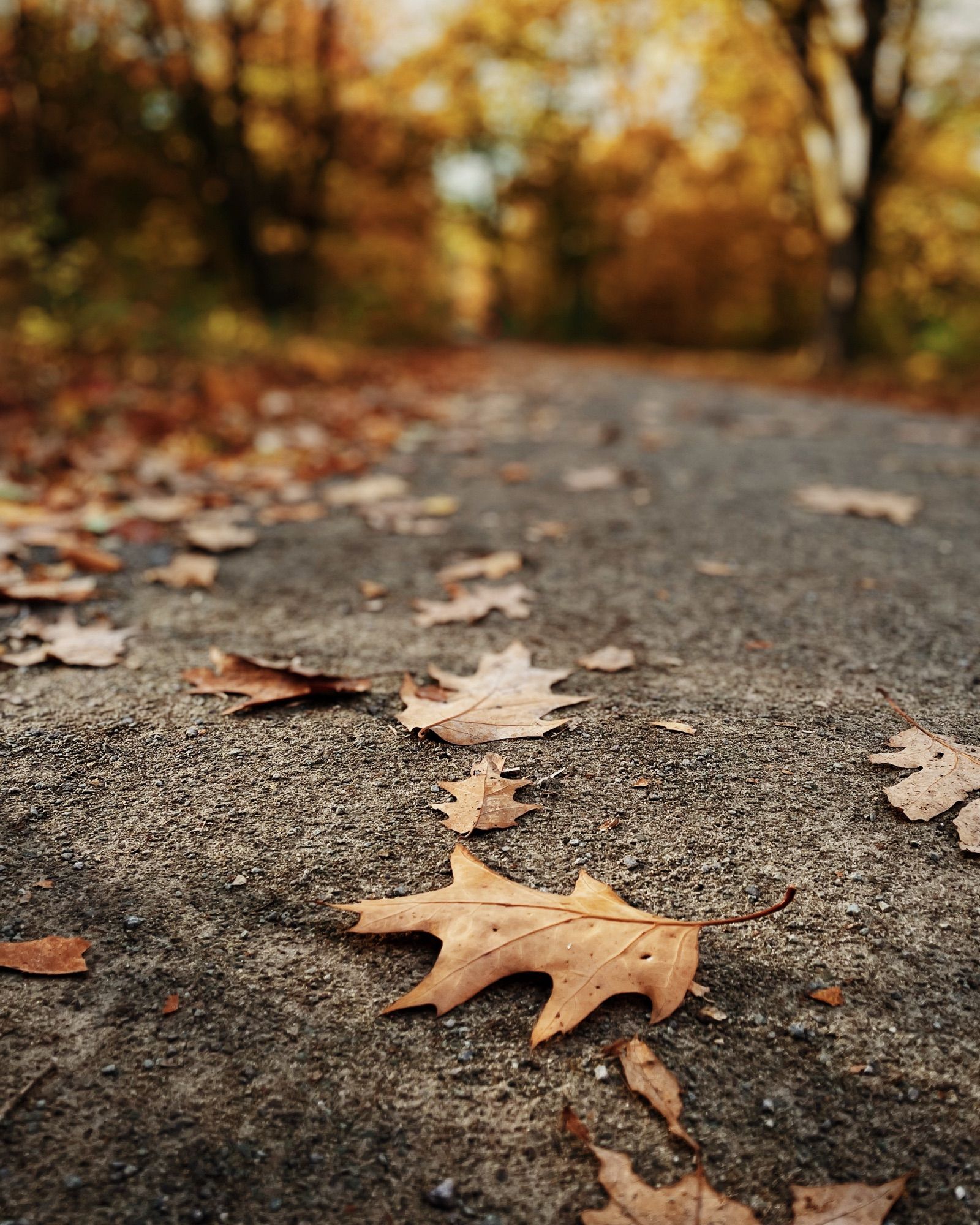 Ein Wald im Herbst. 
Das Blatt einer Roteiche auf asphaltiertem Grund.