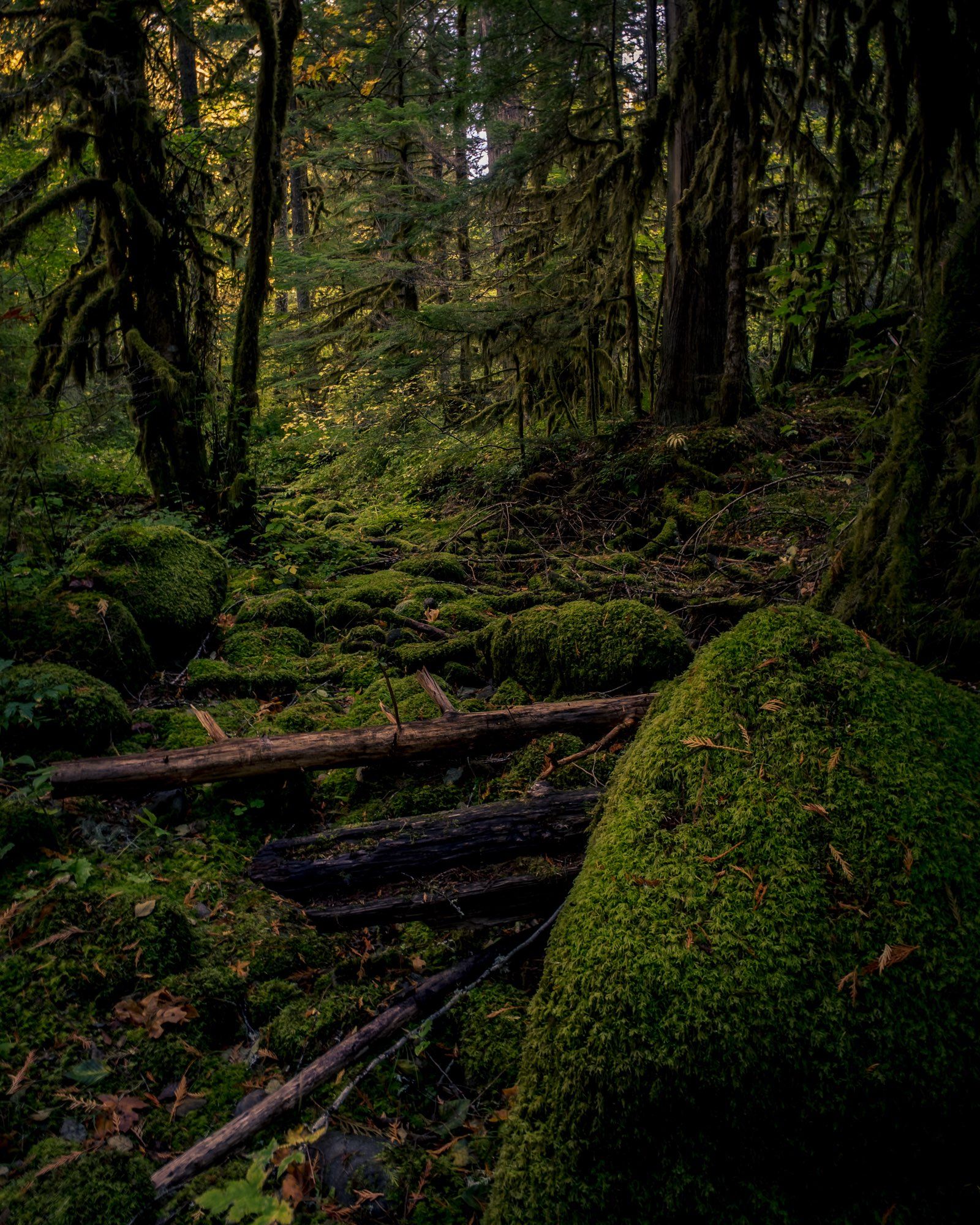 A color photo of semi-clearing in an old growth forest. There are stones and large rocks covering the forest floor, and those are covered in moss.
Moss everywhere, on everything. A few loose tree limbs on the ground are the only things not covered in moss.