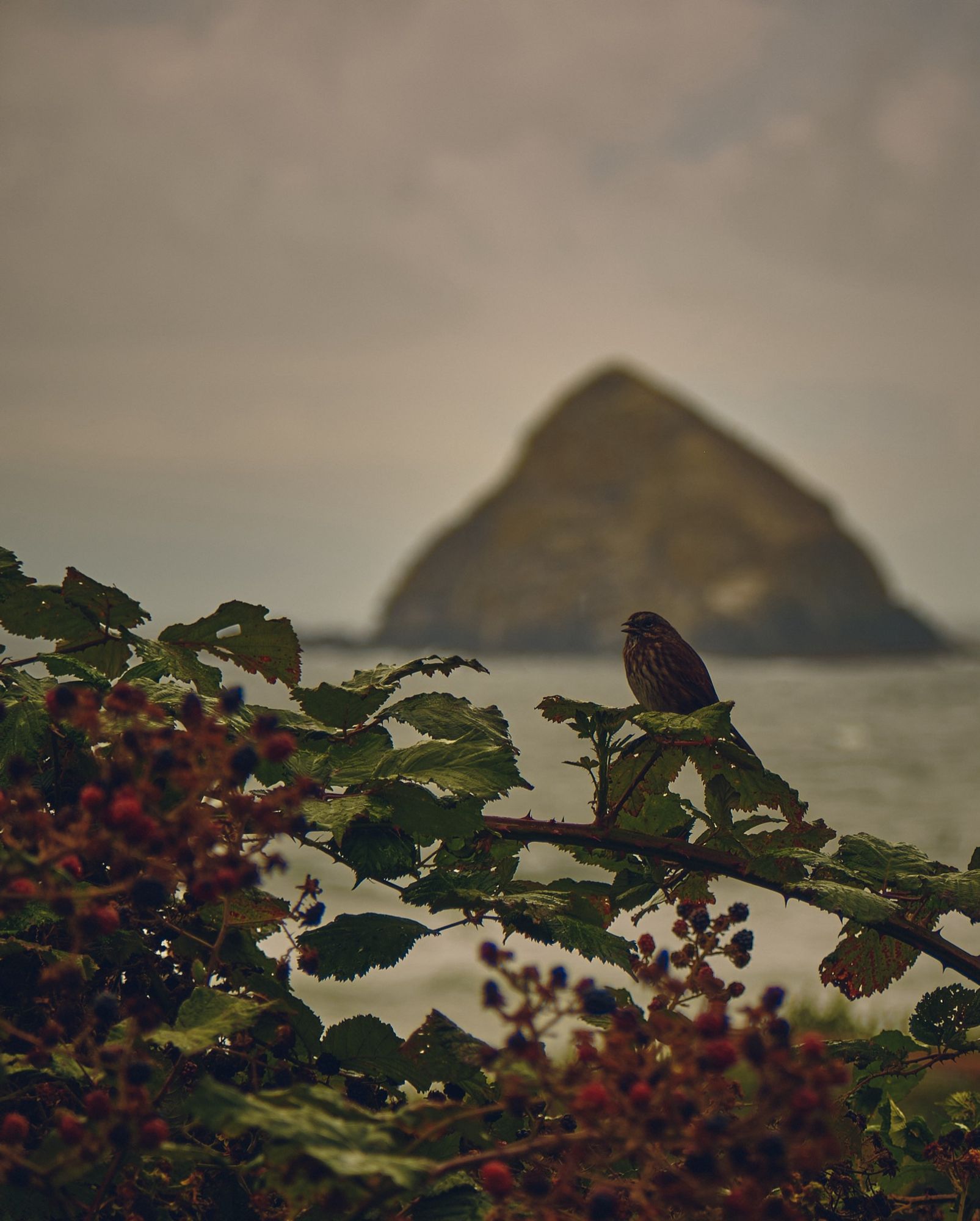 A color photo of a bird on a berry shrub. The blurred background shows the Pacific Ocean and a giant rock sitting in it.