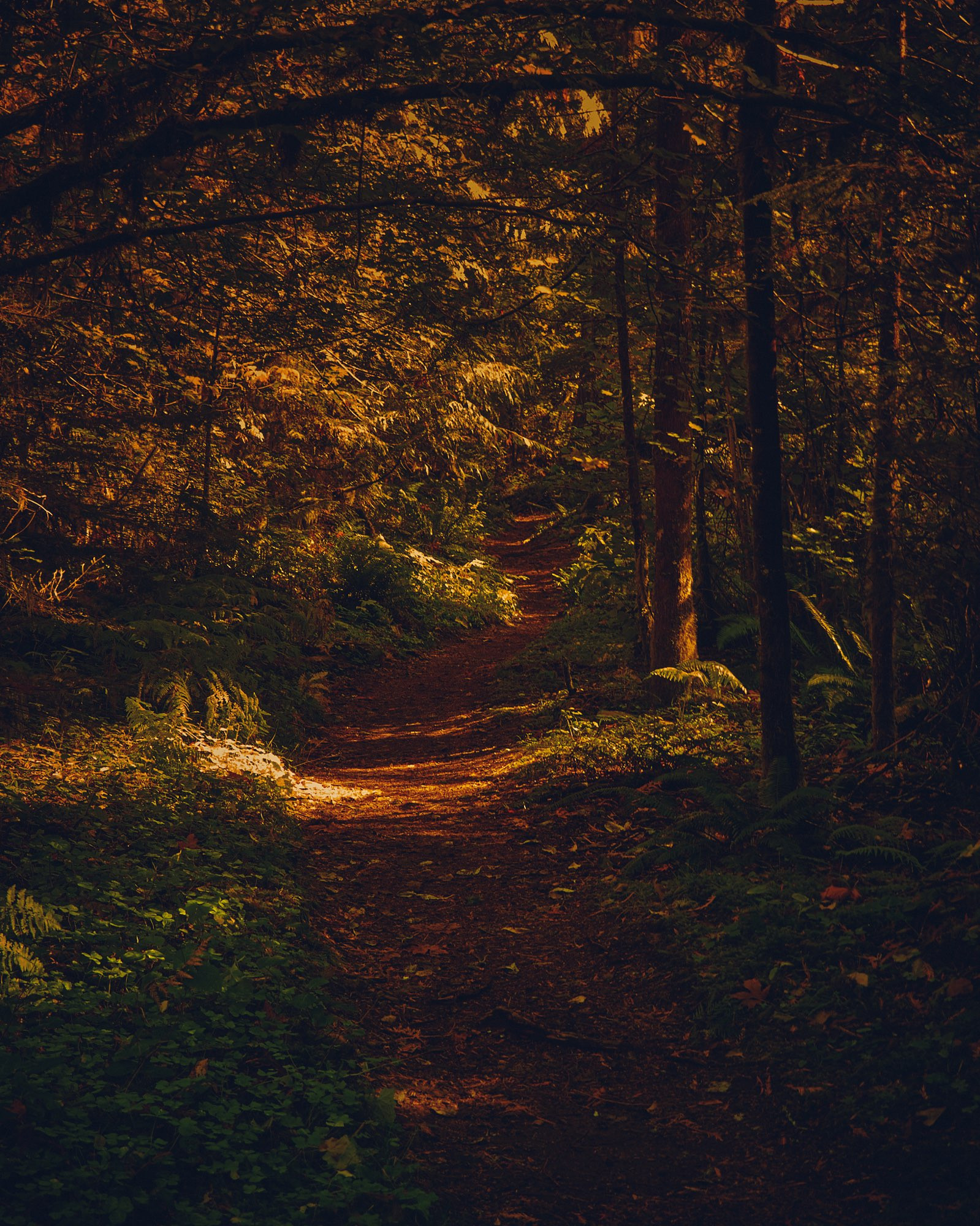 A color photograph of a trail trough a thick old growth forest, sunlight trickles in through the trees across the path ahead.